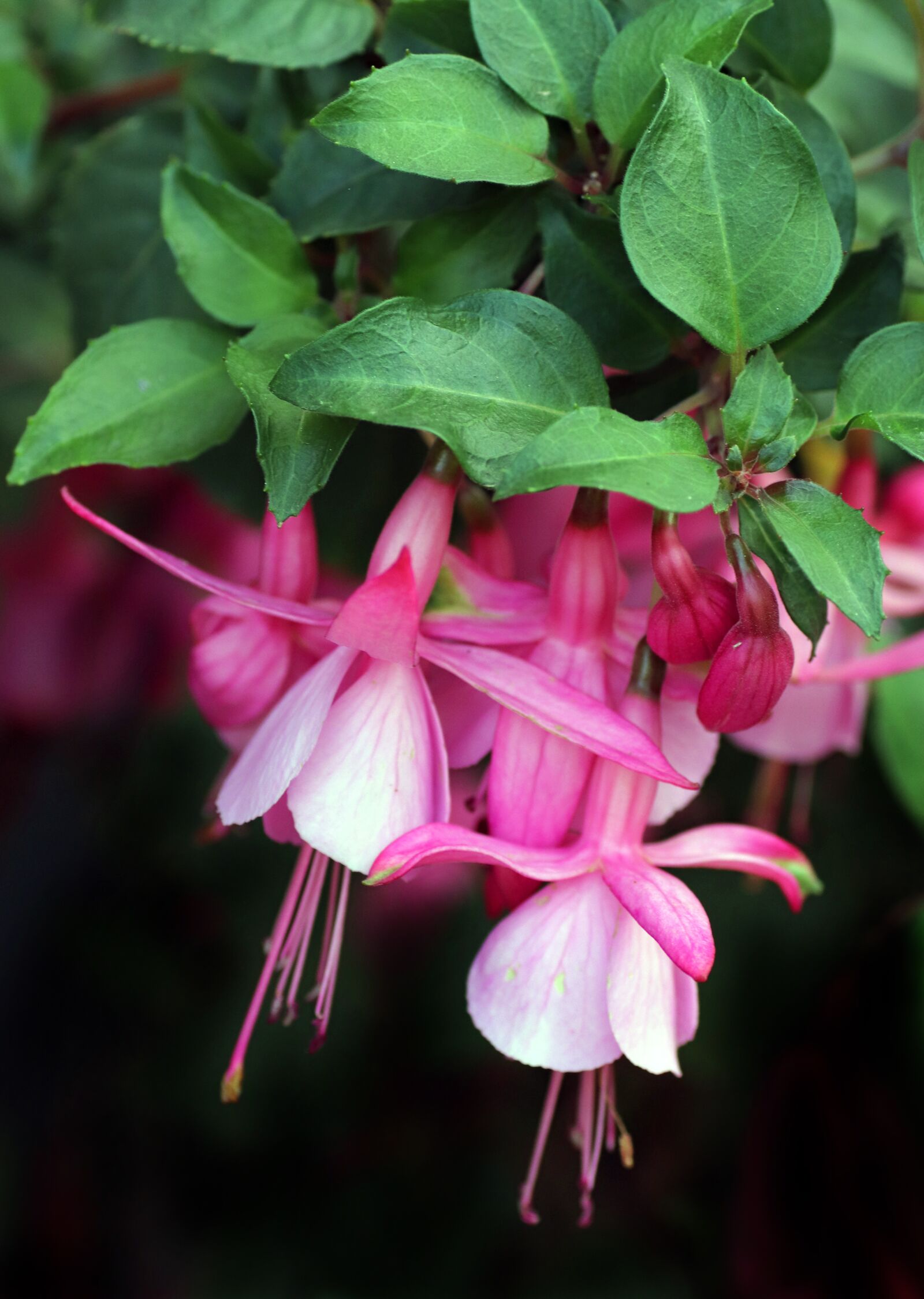 Tamron SP 90mm F2.8 Di VC USD 1:1 Macro sample photo. Flowers, pink, fuchsia photography