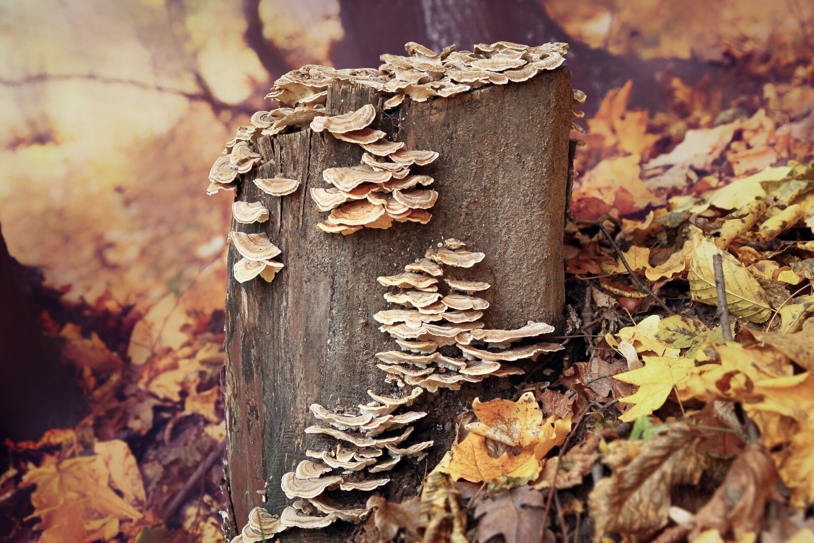 Canon EOS 500D (EOS Rebel T1i / EOS Kiss X3) sample photo. Fall, nature, wood photography