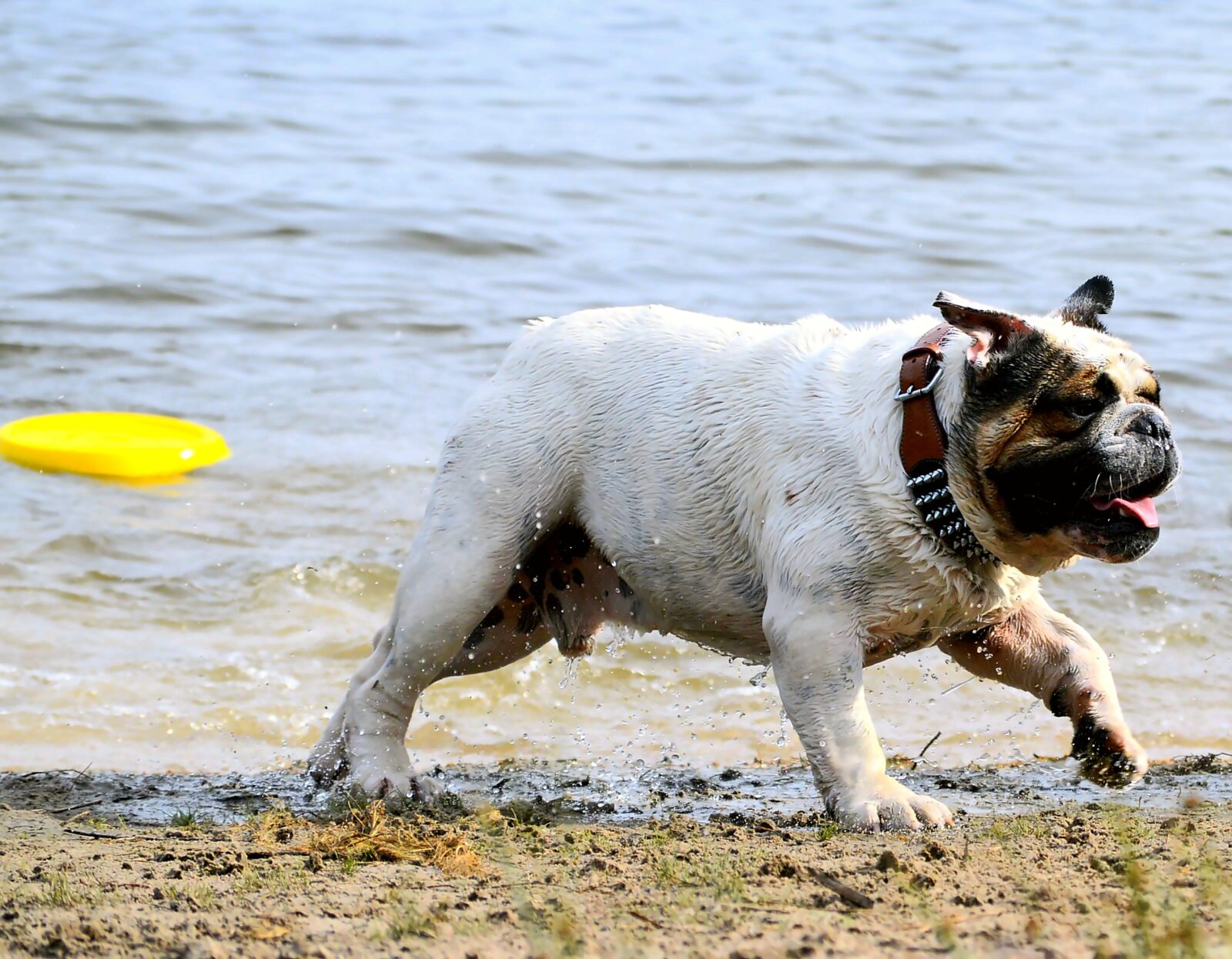 Nikon D3200 sample photo. Dog, beach, most beach photography