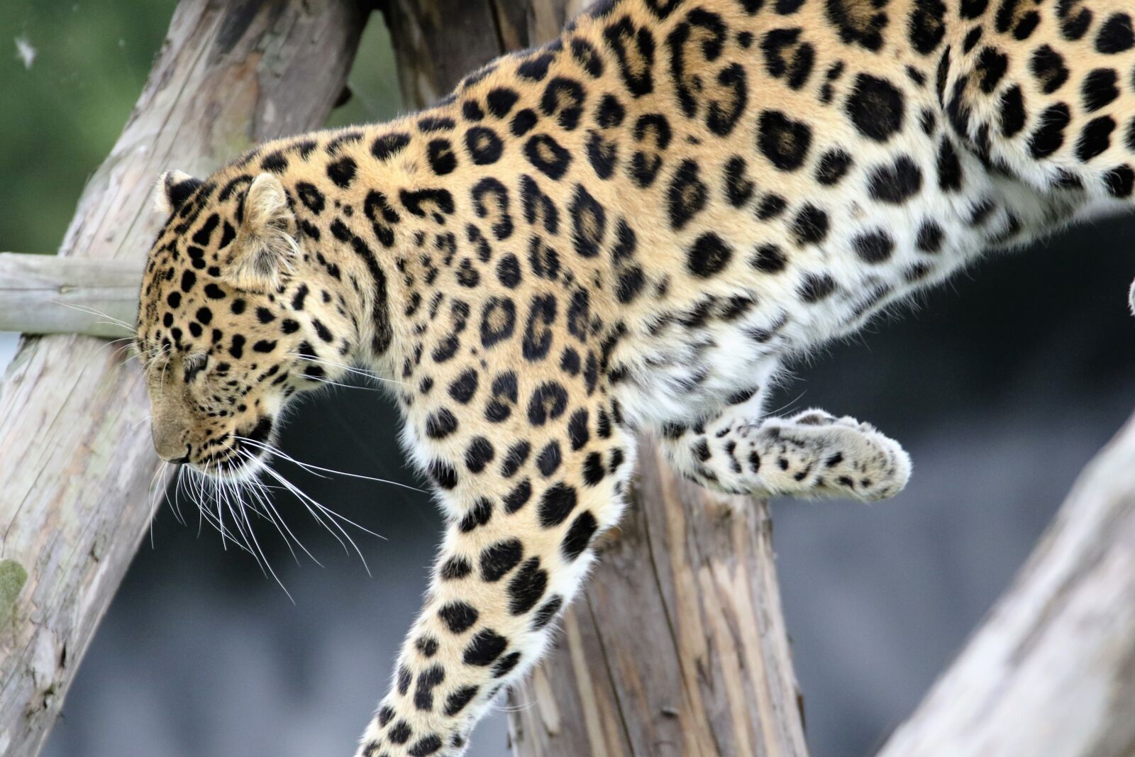 Canon EOS 7D Mark II sample photo. Leopard, spotted, cat photography