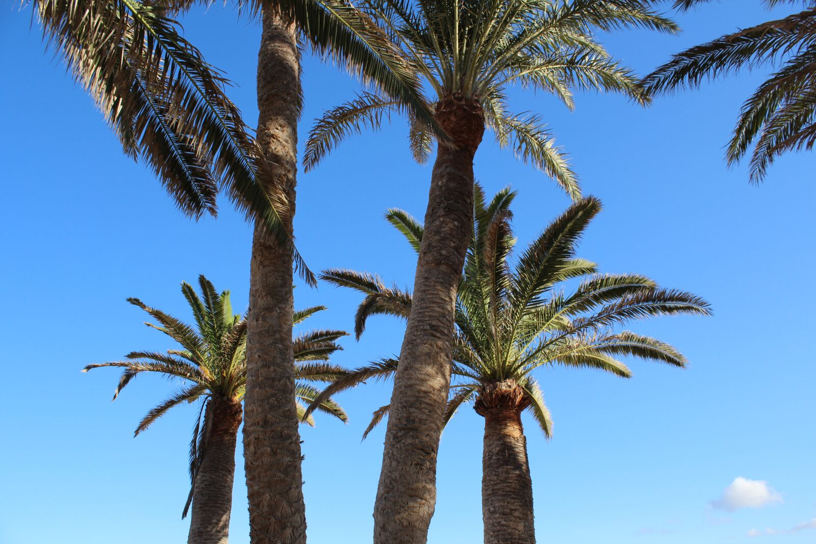 Canon EOS 600D (Rebel EOS T3i / EOS Kiss X5) sample photo. Palm, tree, palm tree photography
