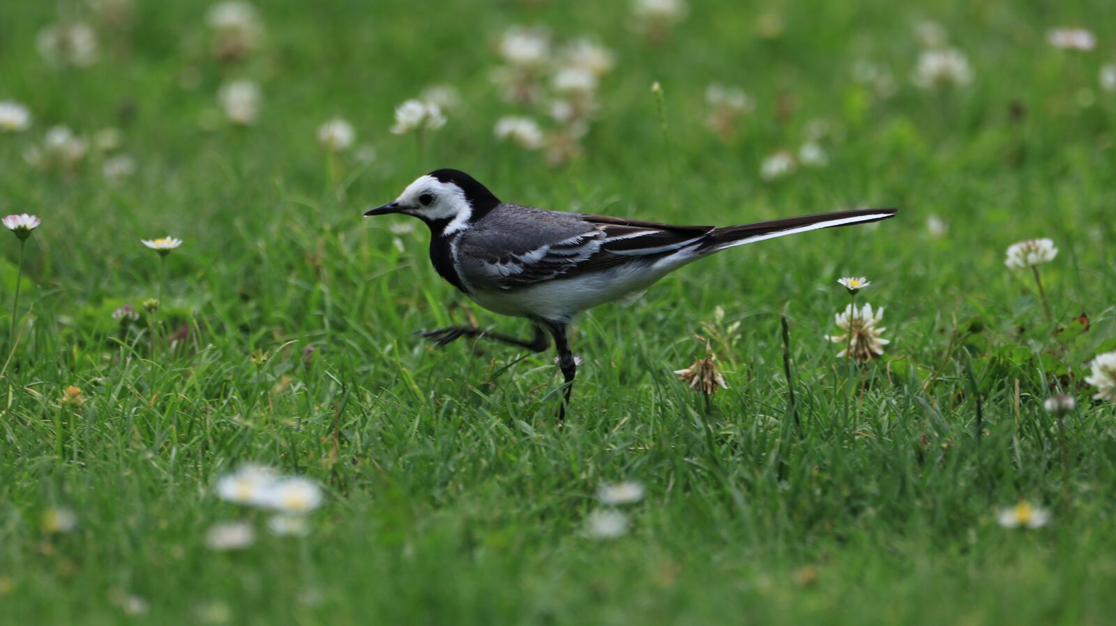 150-600mm F5-6.3 DG OS HSM | Contemporary 015 sample photo. Bird, grass, meadow photography