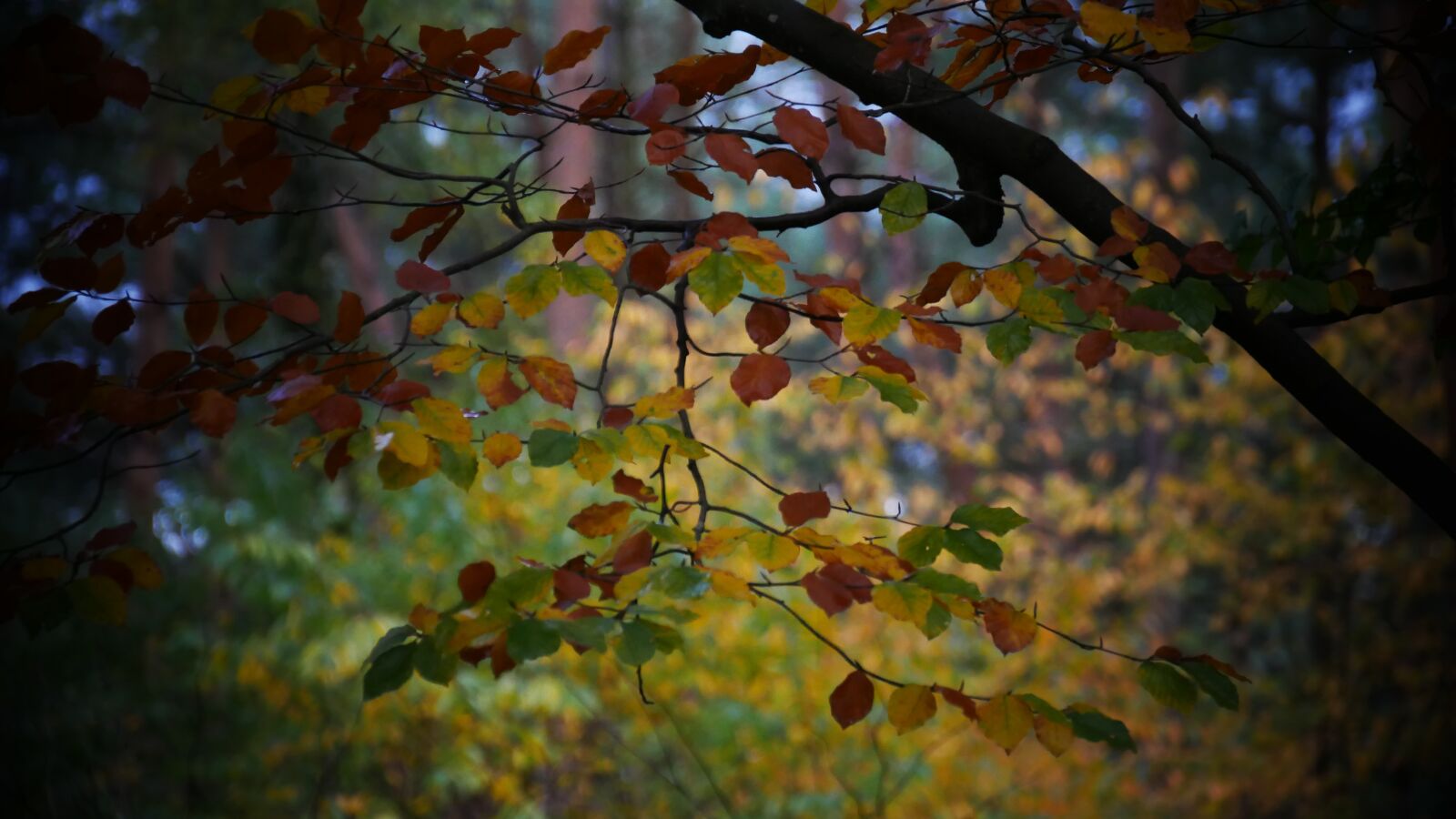 Panasonic Lumix DMC-G85 (Lumix DMC-G80) sample photo. Autumn, season, leaves photography