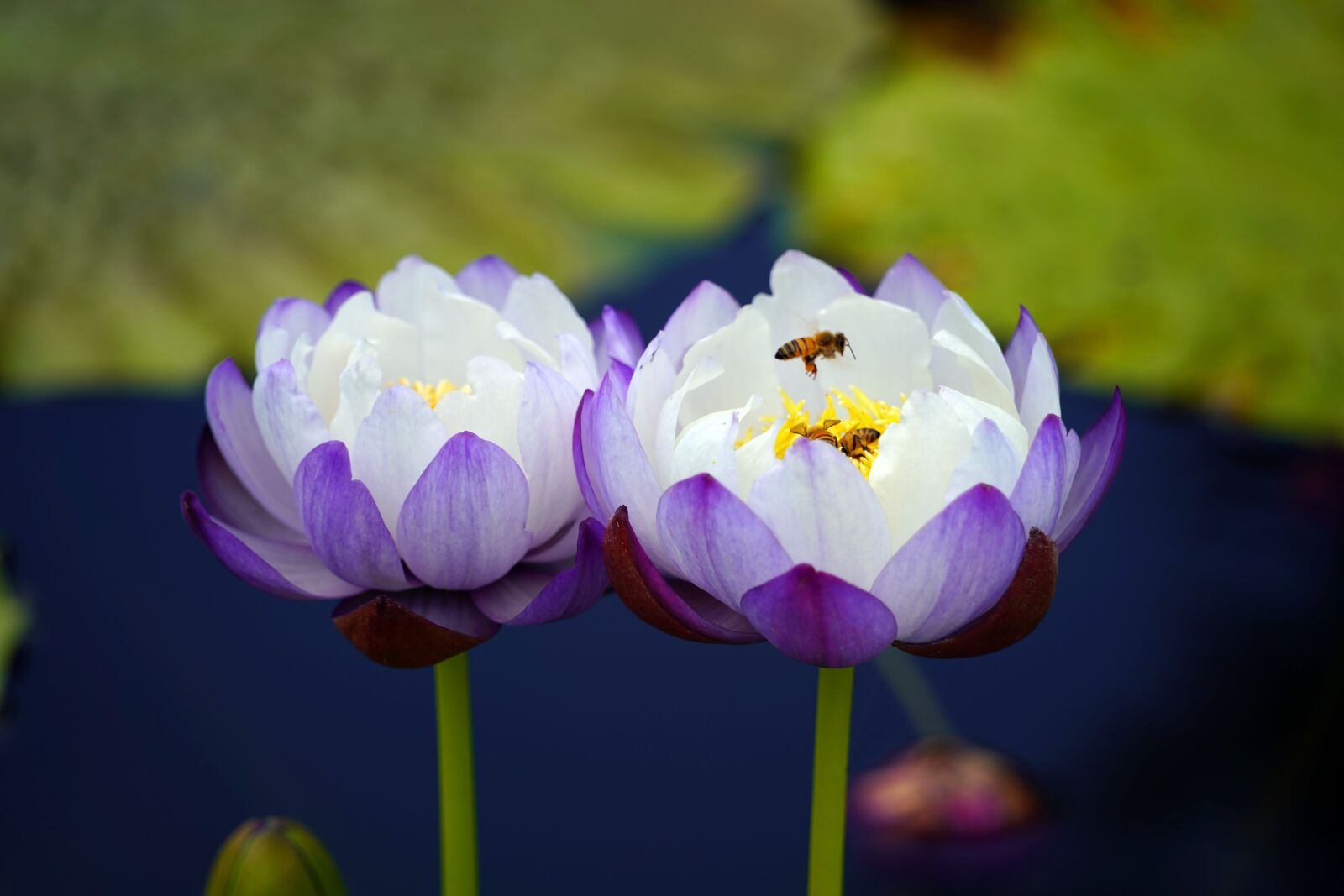 Sony a7R III sample photo. Lotus, flowers, bee photography