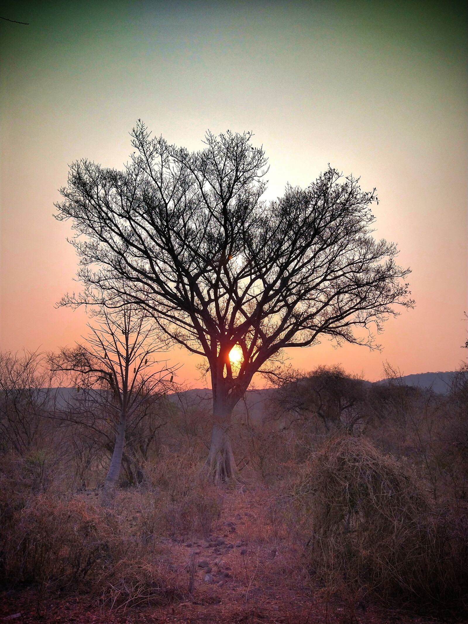 Motorola moto g(8) plus sample photo. Tree, nature, dawn photography