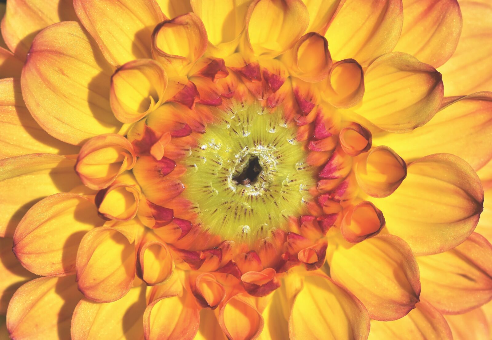 Nikon D7200 sample photo. Dahlia, dahlias bud, flower photography