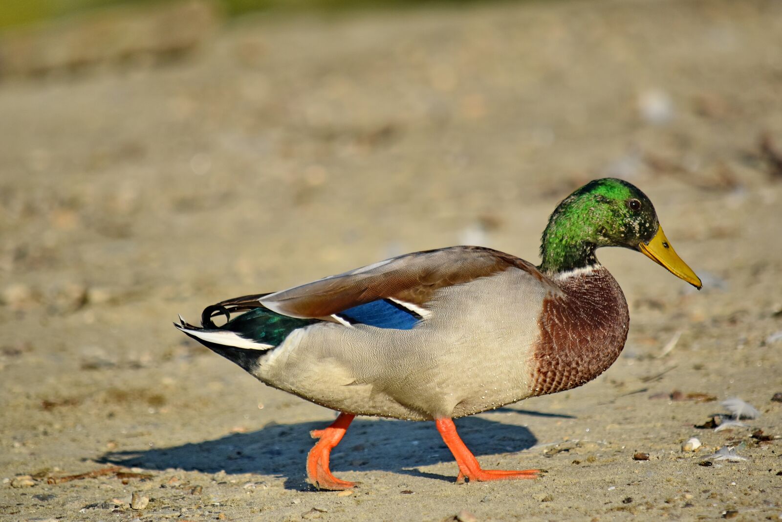 Nikon D5500 sample photo. Bird, close-up, feather, mallard photography