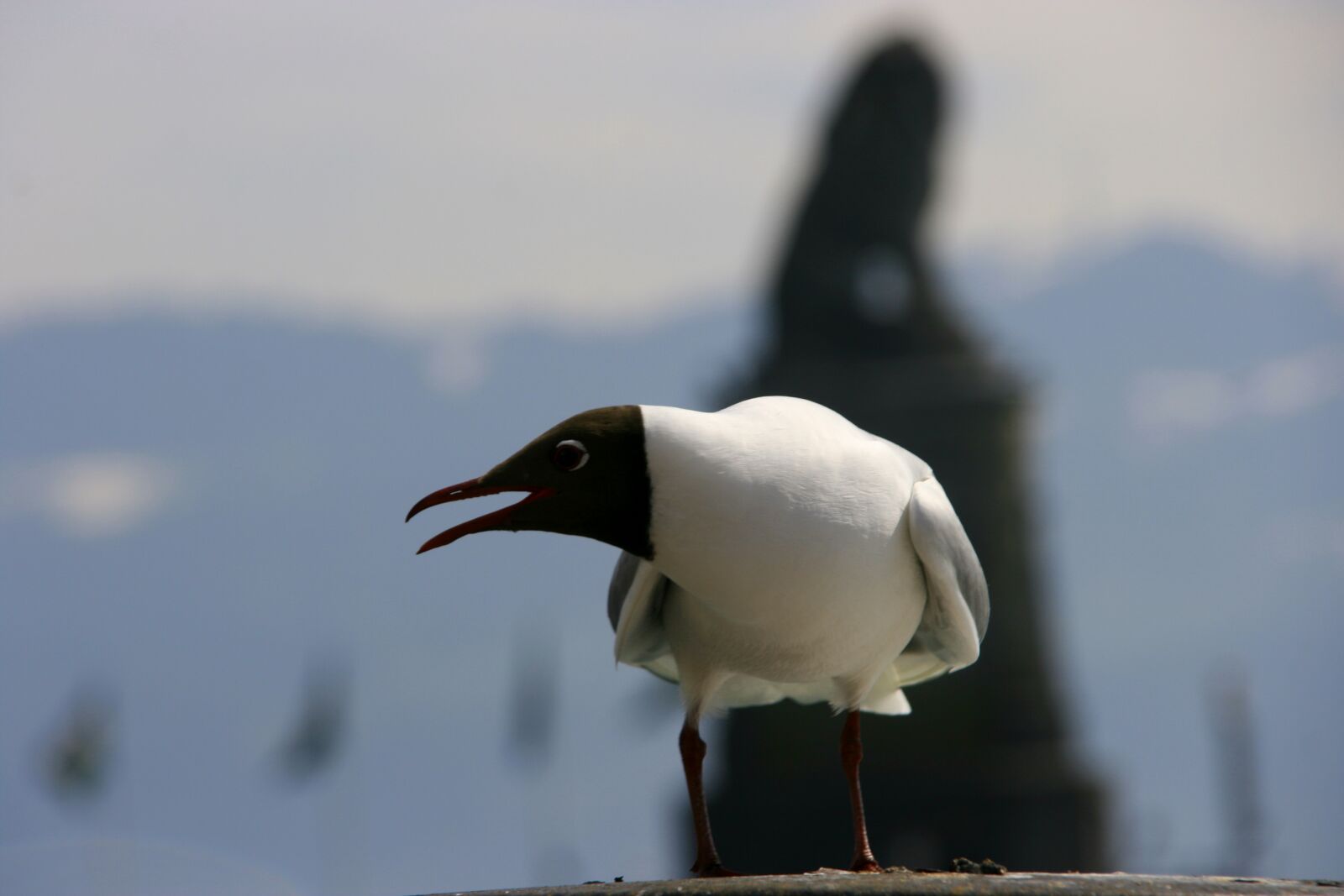 Canon EOS 400D (EOS Digital Rebel XTi / EOS Kiss Digital X) sample photo. Seagull, cry, bird photography