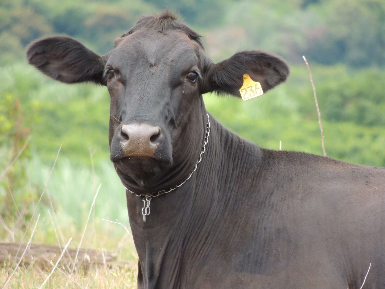 Nikon Coolpix P510 sample photo. Cow, minas, veal photography