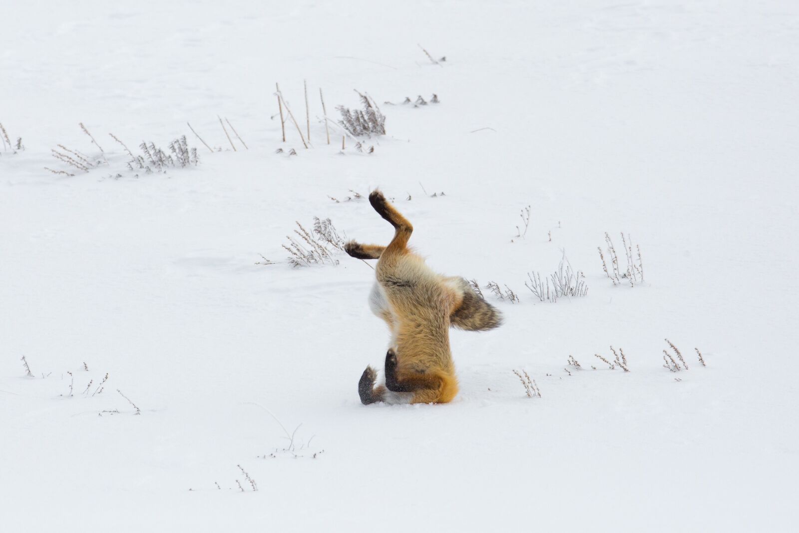 Canon EF 600mm F4L IS USM sample photo. Fox, red, jumping photography