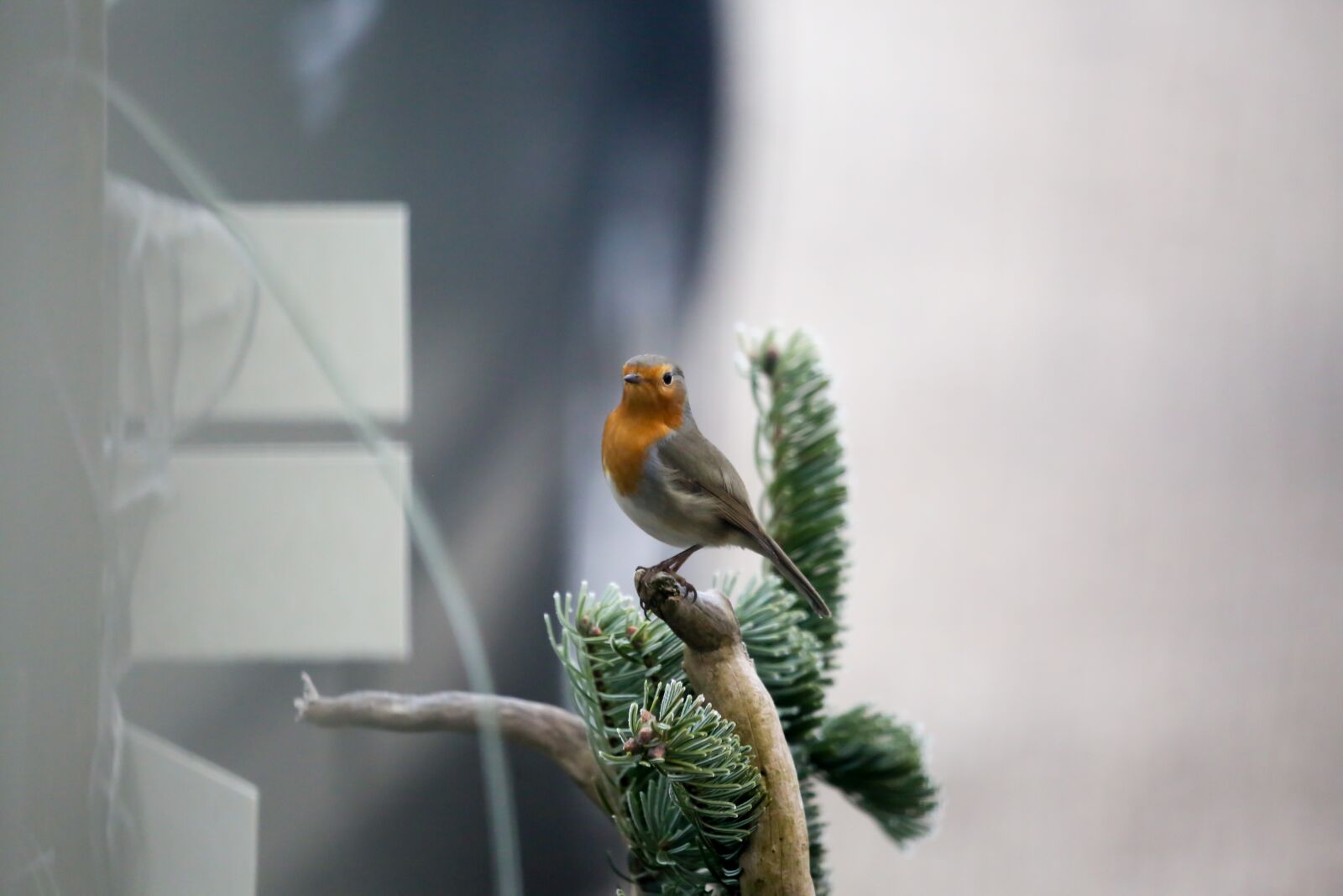 Canon EF 100-400mm F4.5-5.6L IS USM sample photo. Robin, bird, garden photography