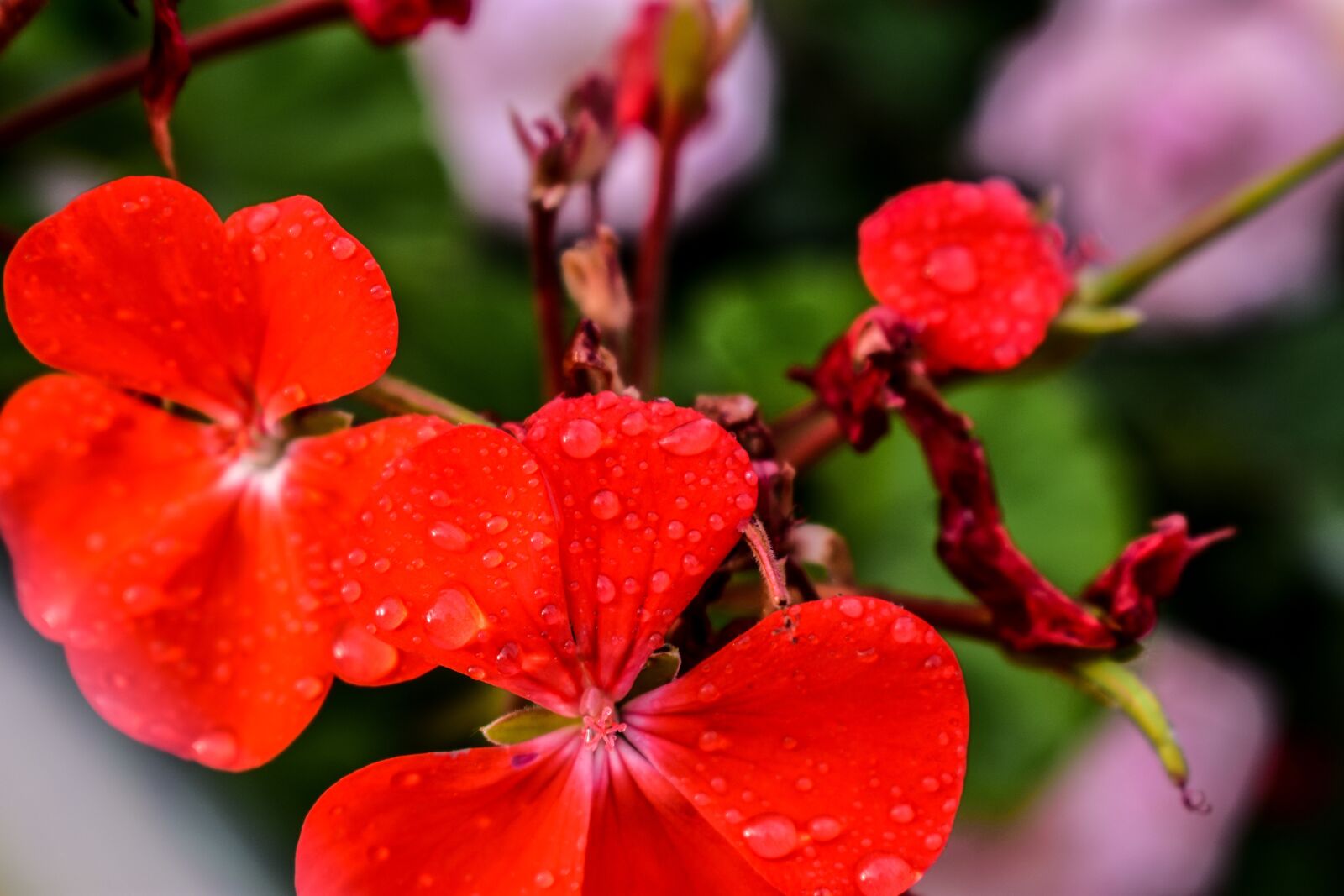 Nikon D3400 sample photo. Jeranio, flower, nature photography