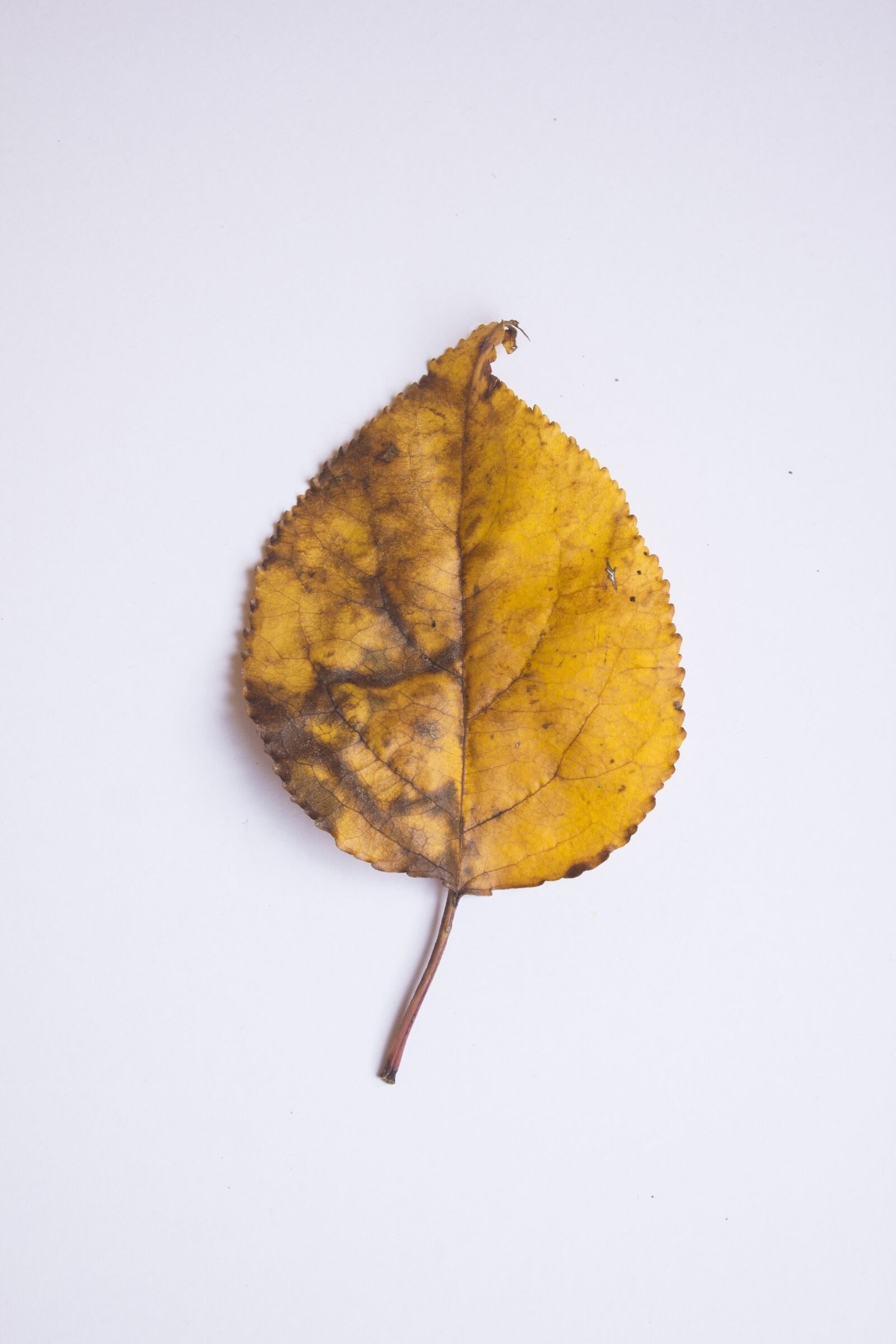 Canon EF-S 18-55mm F3.5-5.6 IS sample photo. Leaf, autumn, colors photography