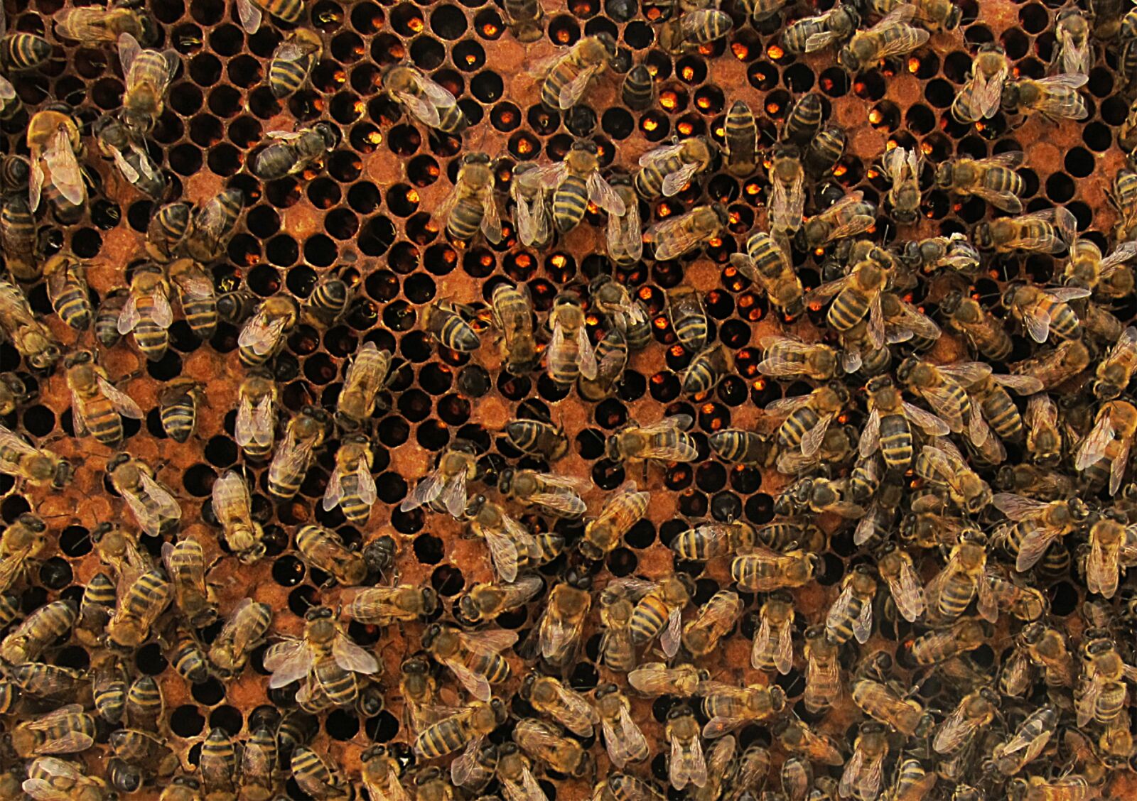 Canon PowerShot S95 sample photo. Bees, honey, honey bee photography
