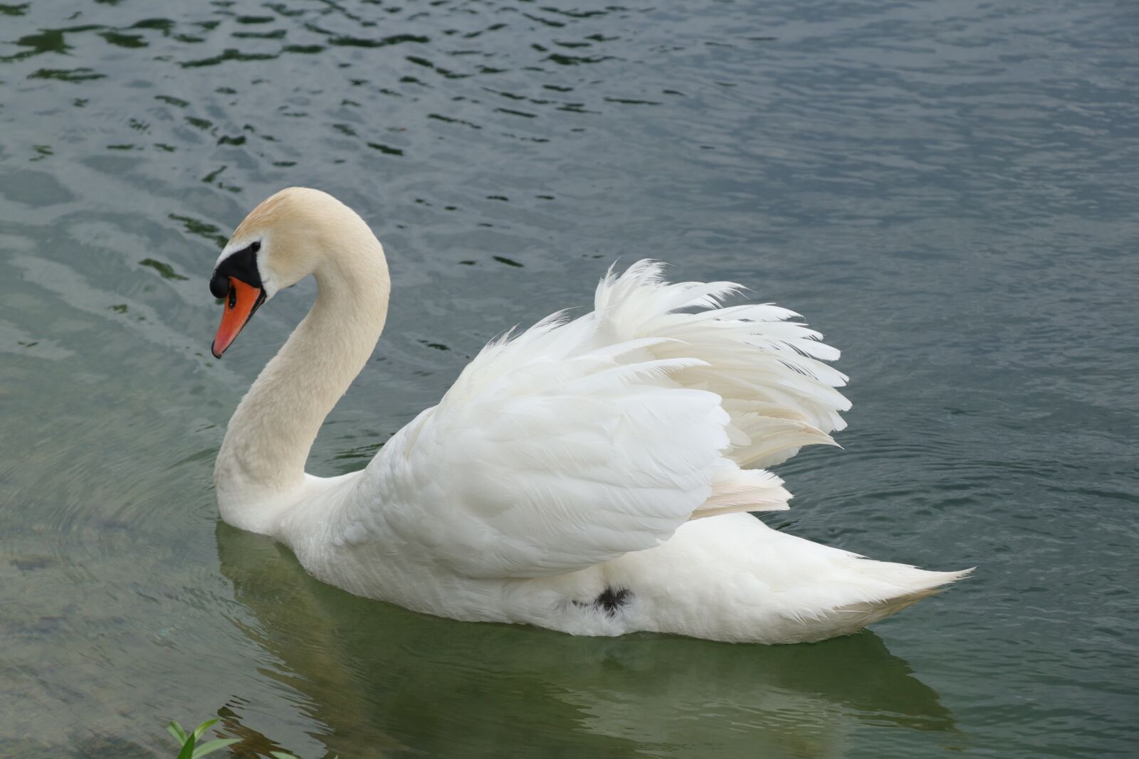 Canon EF-S 18-135mm F3.5-5.6 IS USM sample photo. Swan, animals, bird photography