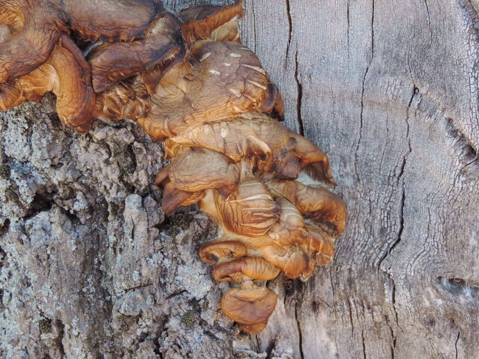 Nikon Coolpix P520 sample photo. Wood, nature, fungus, mushroom photography