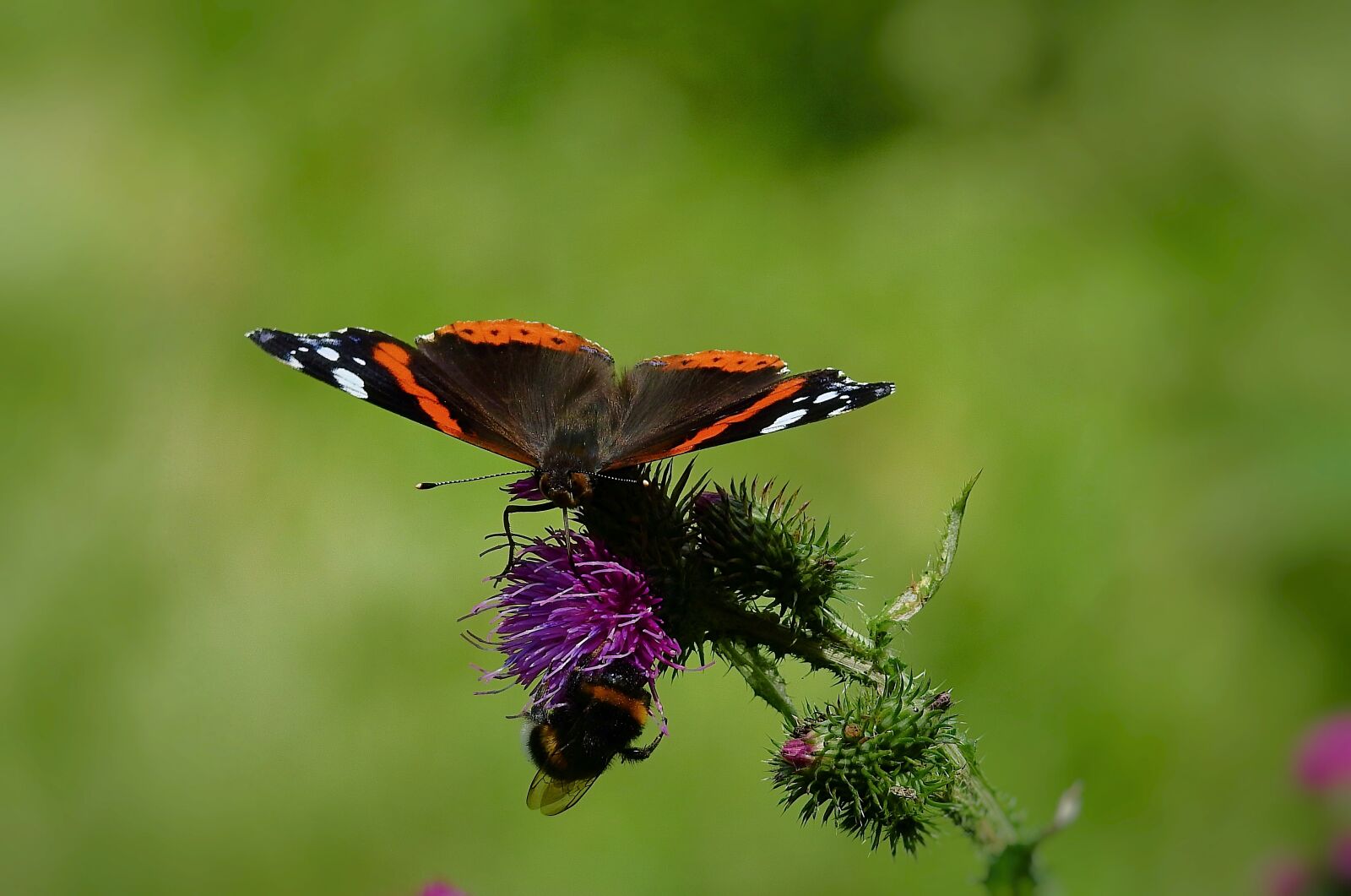 Nikon Coolpix P900 sample photo. Butterflies, nature, insect photography