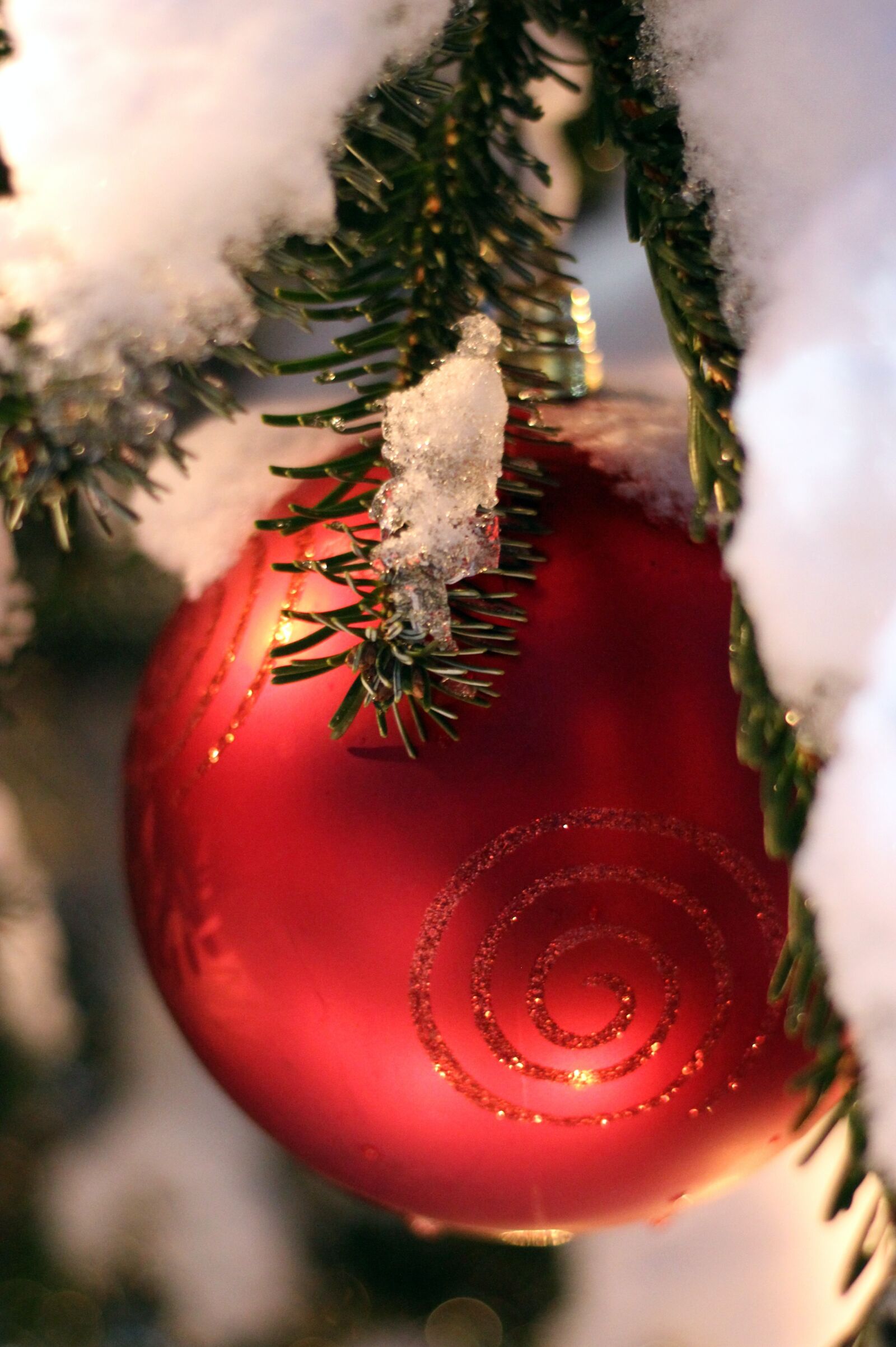 Canon EOS 600D (Rebel EOS T3i / EOS Kiss X5) + Canon EF 50mm F1.8 STM sample photo. Christmas ornament, red, fir photography
