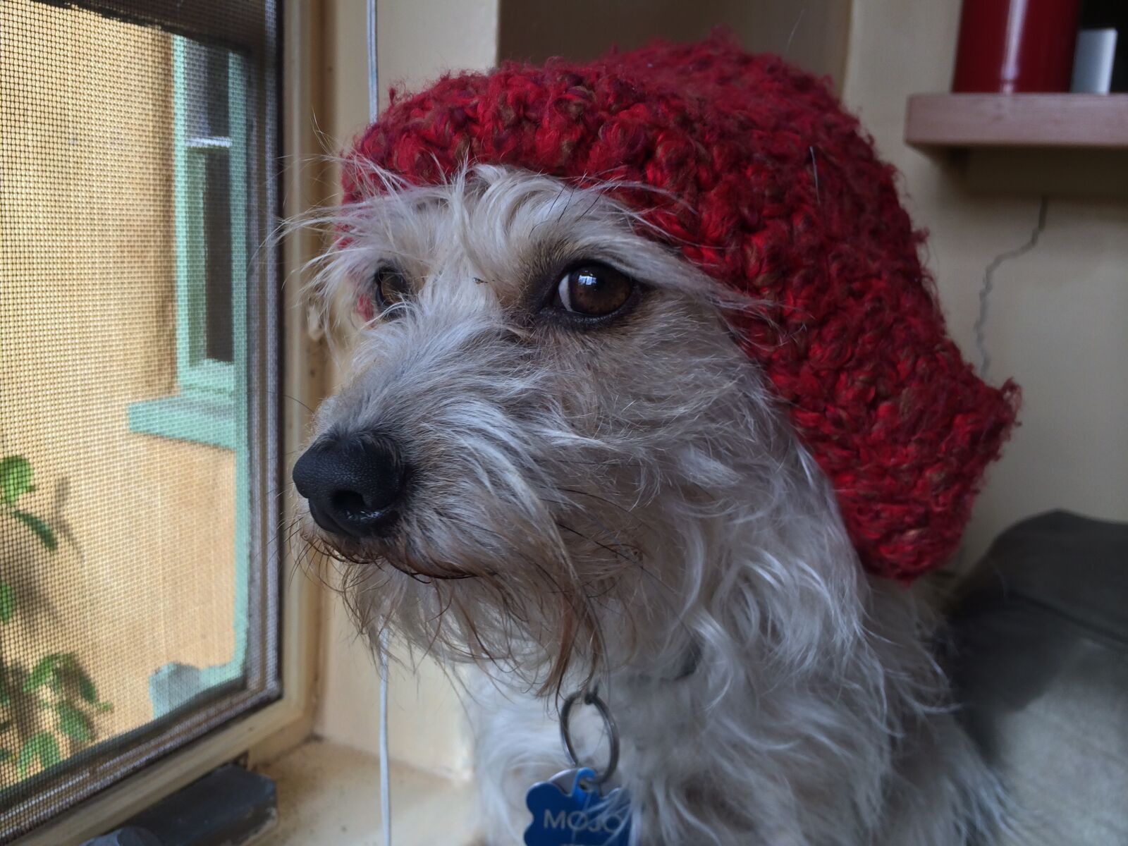 Apple iPhone 5s sample photo. Dog, hat photography