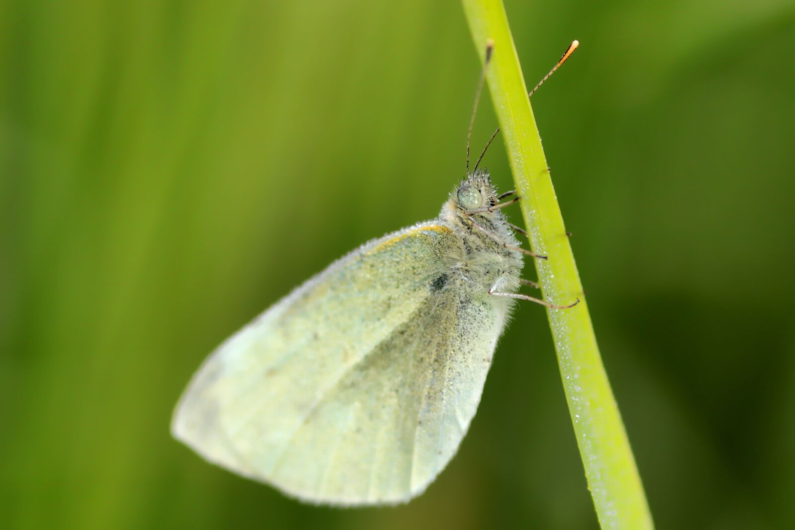 Tamron SP 90mm F2.8 Di VC USD 1:1 Macro sample photo. Butterfly, aurora butterfly, insect photography