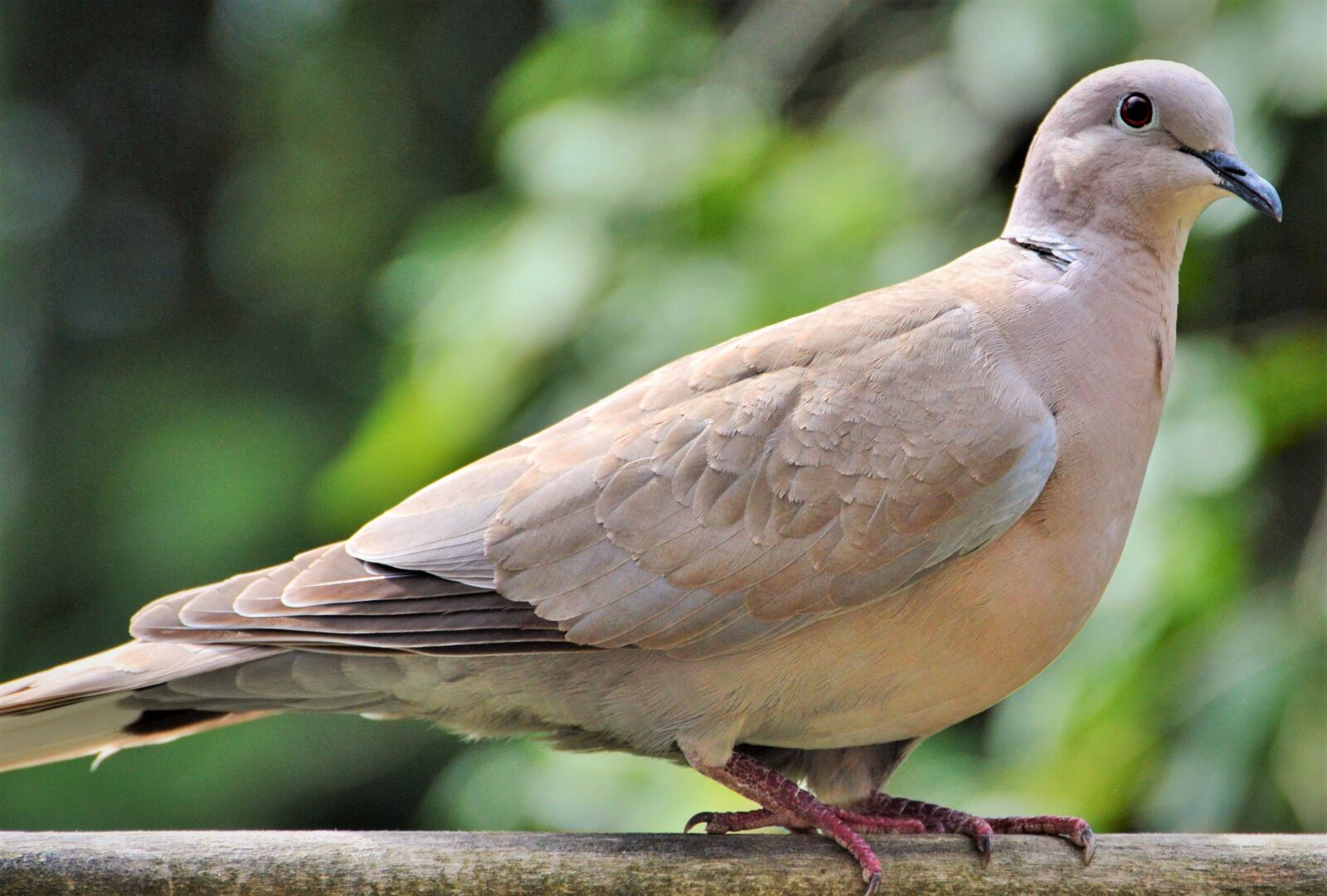 Nikon D3200 sample photo. Dove, bird, street deaf photography