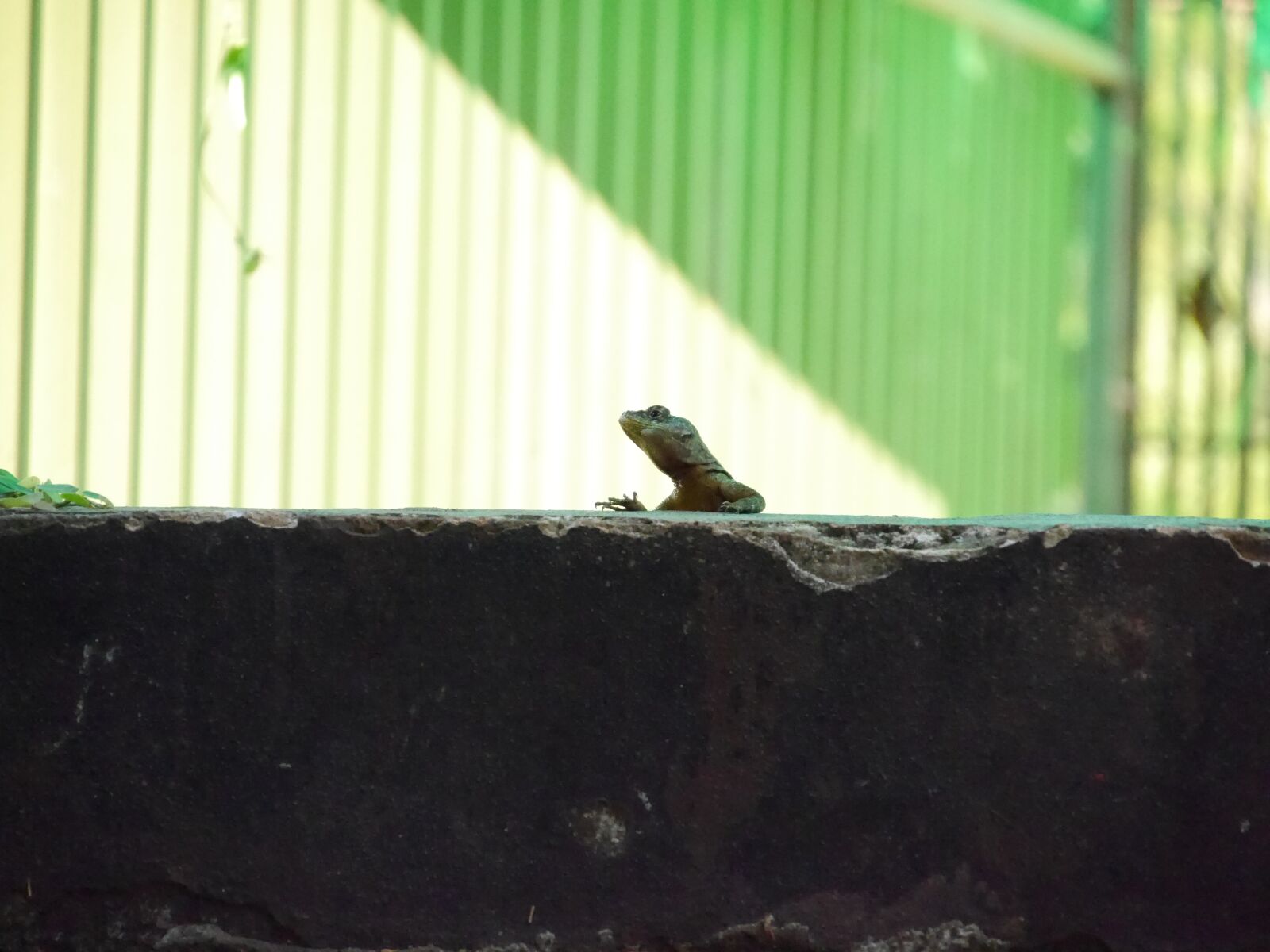 Panasonic Lumix DMC-G6 sample photo. Reptile, lizard, animal photography