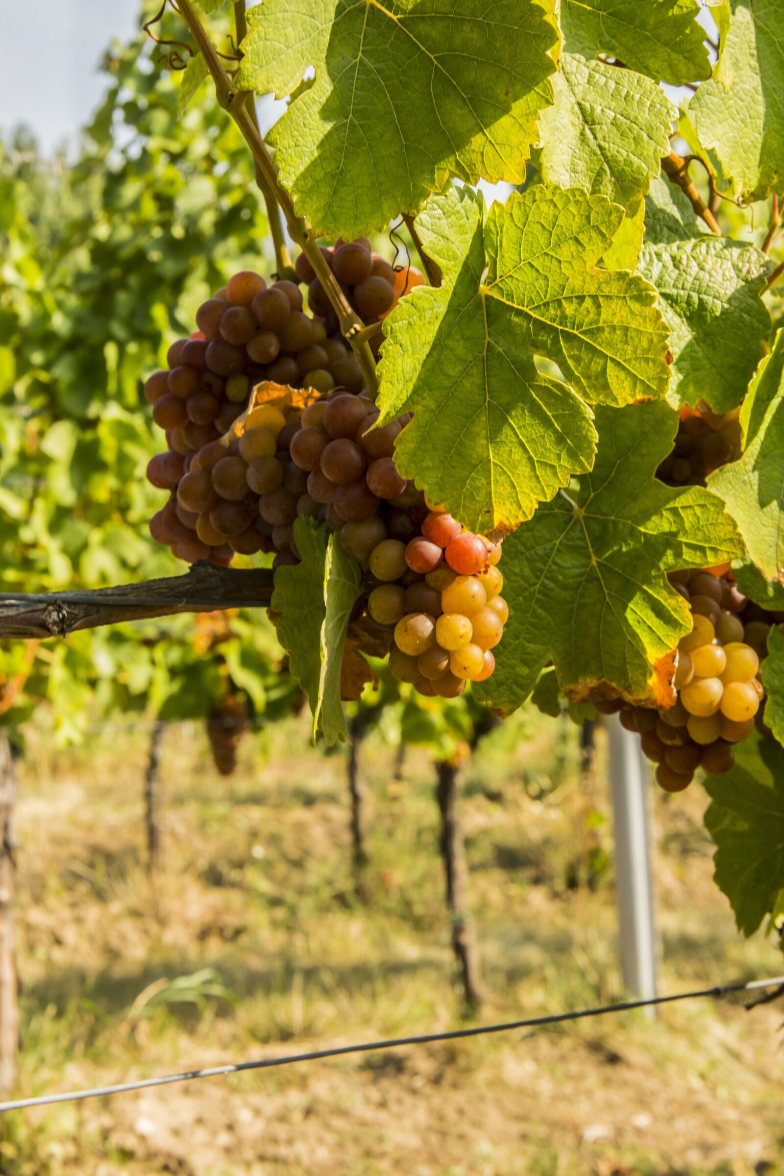 Canon EOS 60D sample photo. Wine, grapes, palava photography