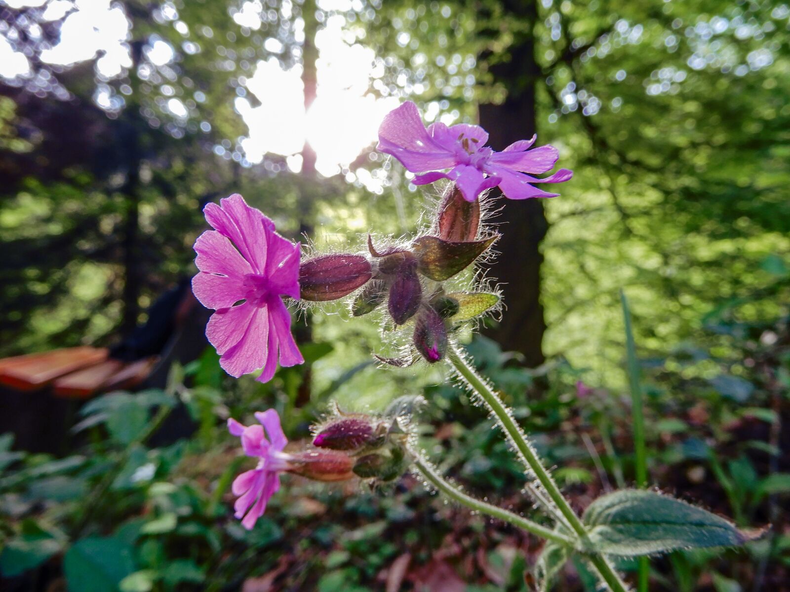 Nikon Coolpix A900 sample photo. Flower, violet, wild flower photography