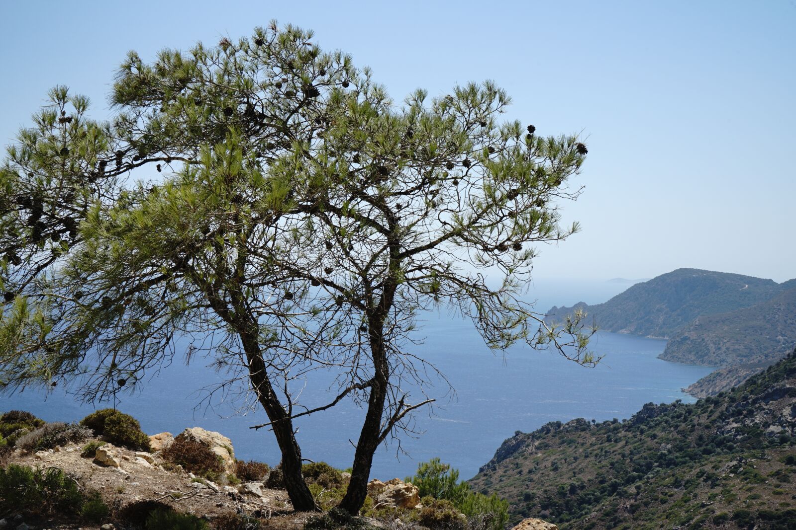 Sony FE 28-70mm F3.5-5.6 OSS sample photo. Greece, pine, tree photography