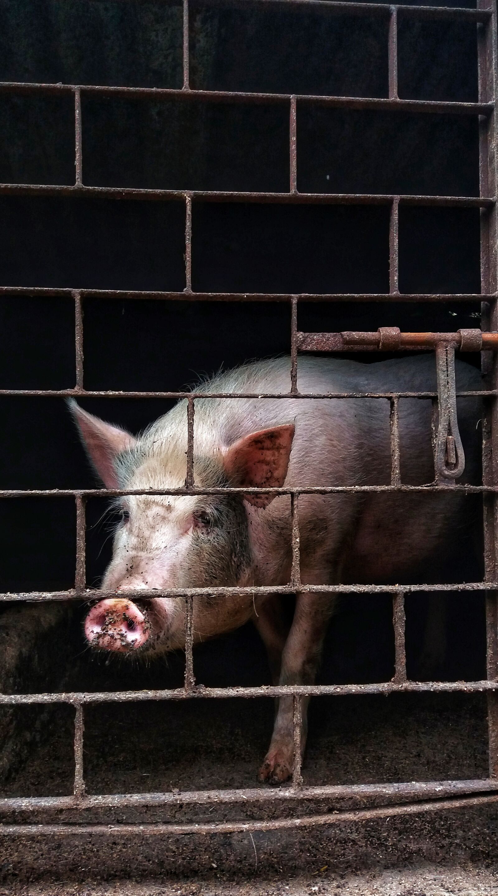 Samsung Galaxy J5(2016) sample photo. Pigs, animal, wildlife photography