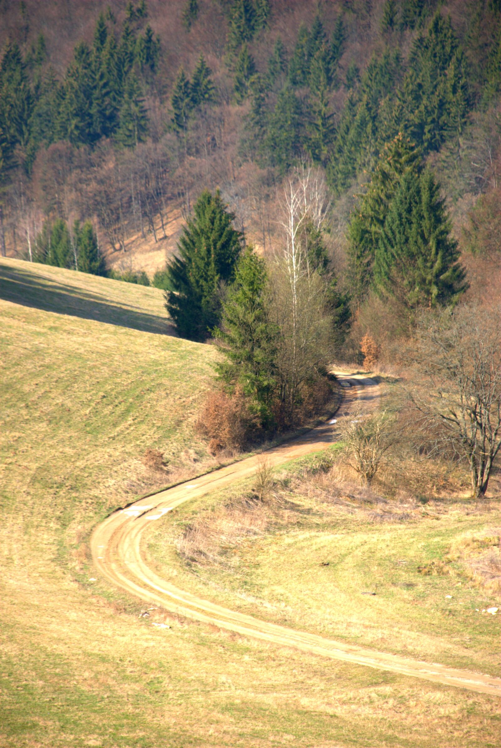Nikon D80 sample photo. Nature, trees, forest photography