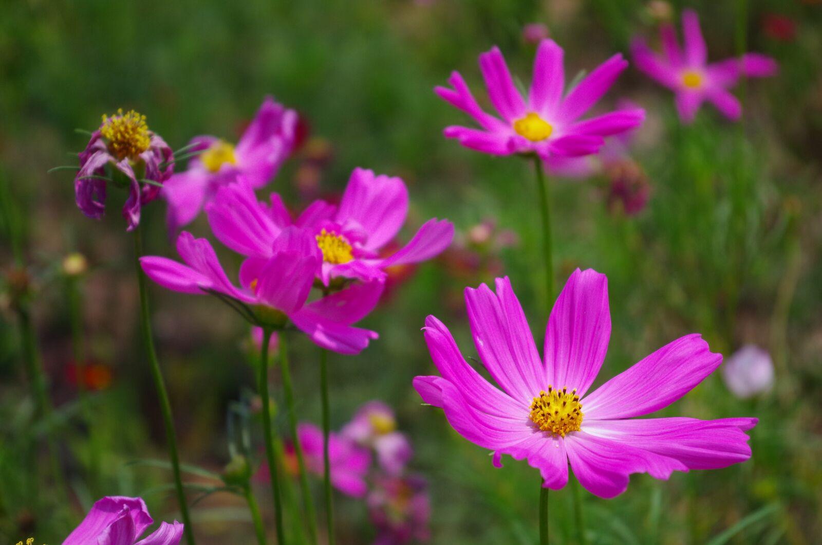 Pentax K-01 sample photo. Grassland, daisy, purple flowers photography