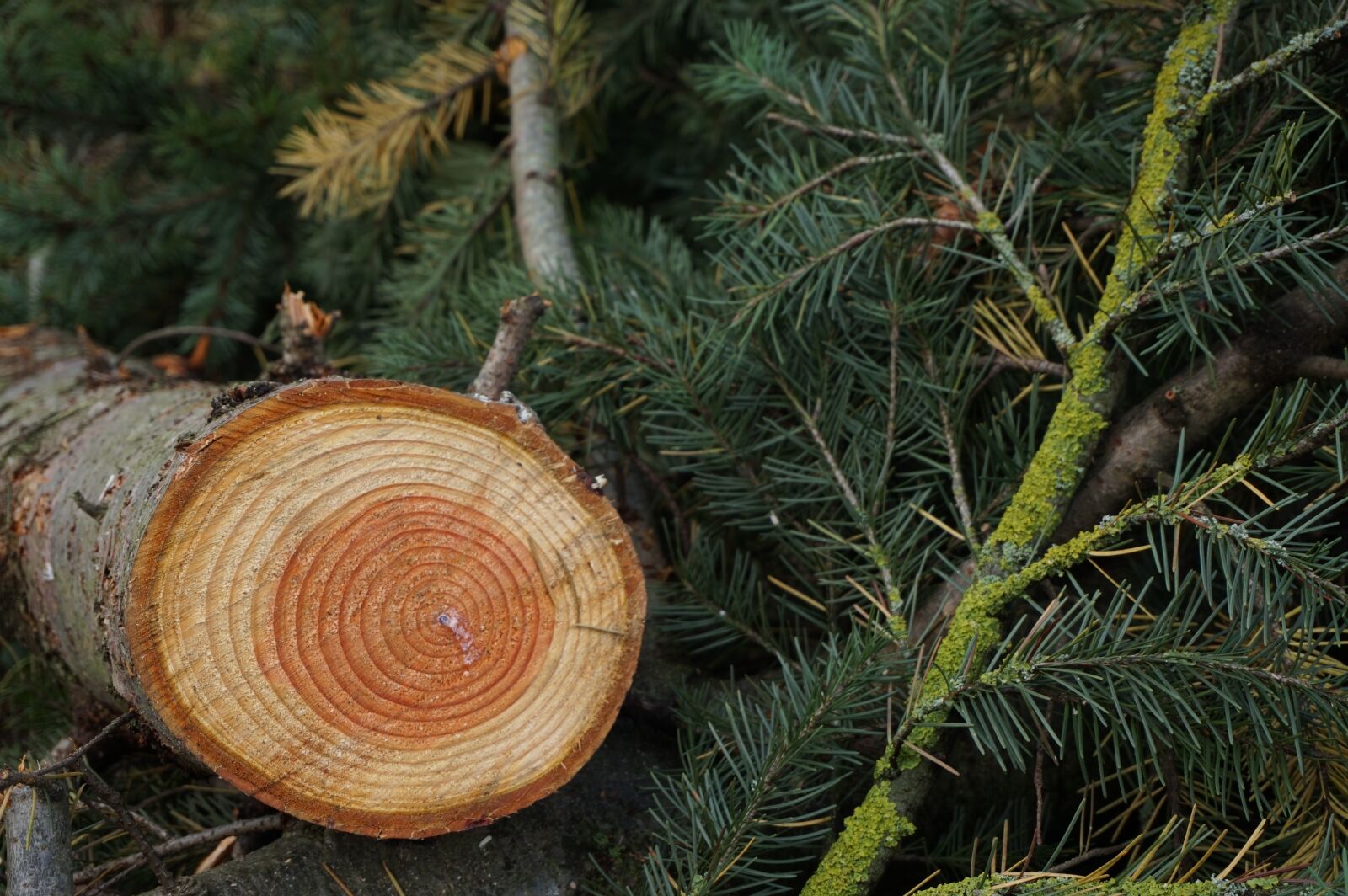 Sony Alpha a5000 (ILCE 5000) sample photo. Wood, brunch, fir photography