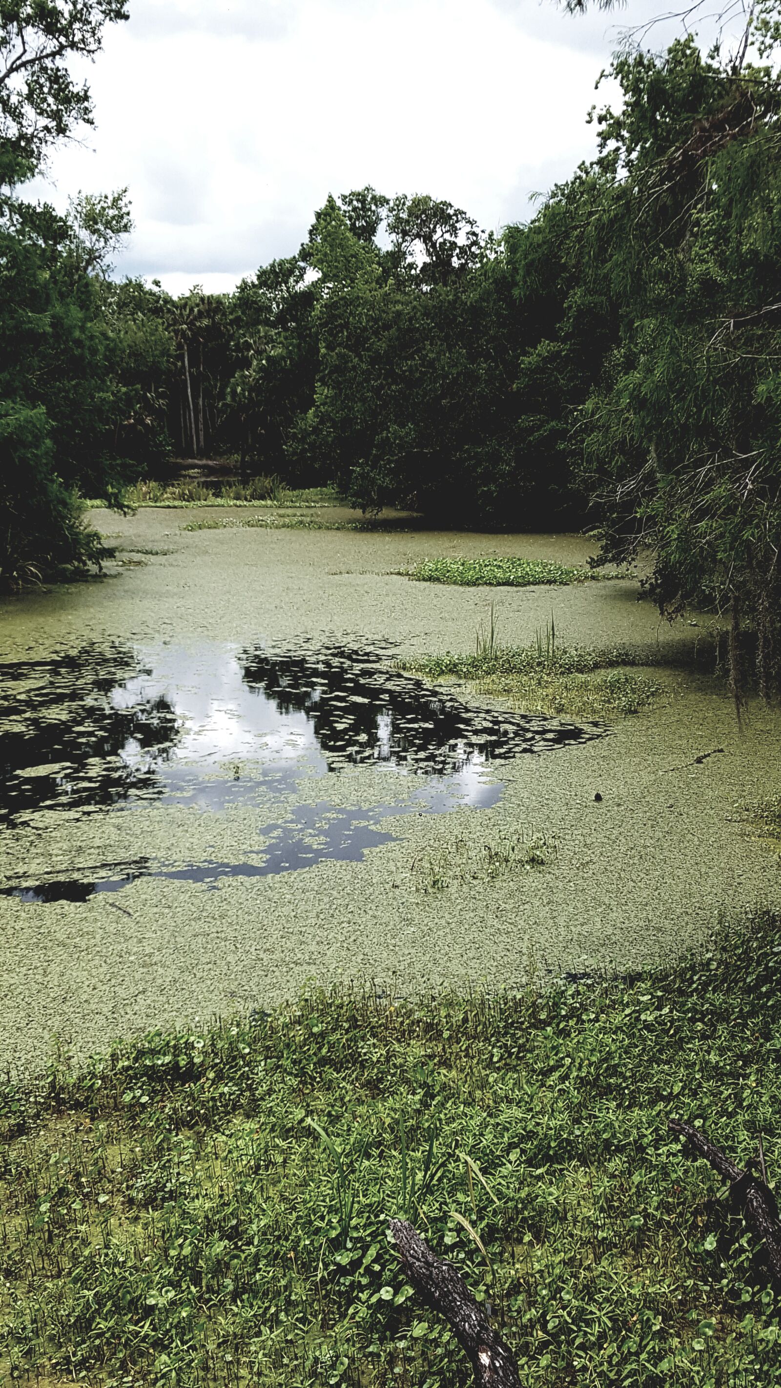Samsung Galaxy S6 sample photo. Green, creek, nature photography