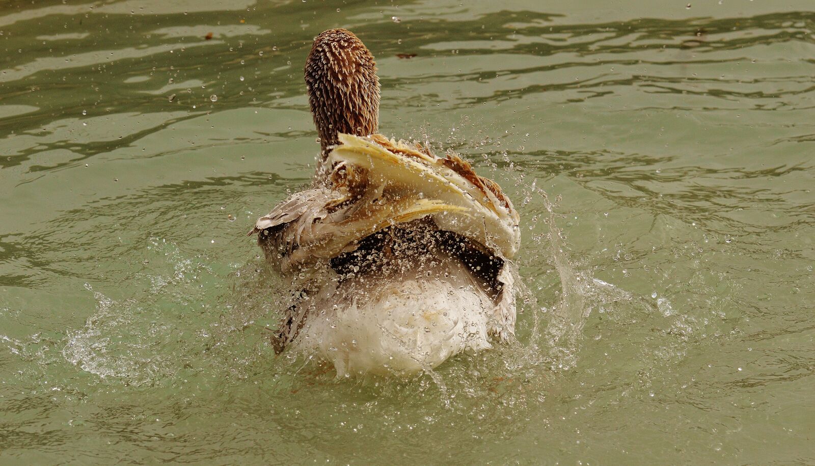 Nikon D3200 sample photo. Goose, wildpark poing, splashing photography