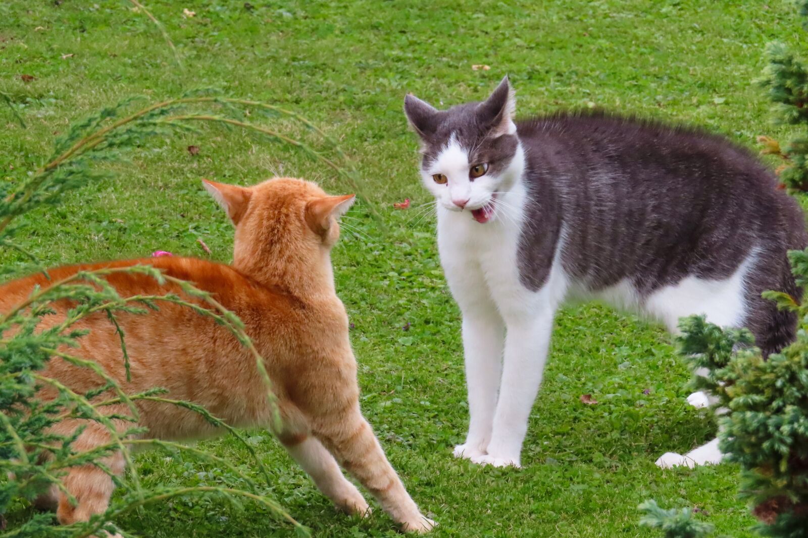 Canon PowerShot SX740 HS sample photo. Animals, cat, fight photography