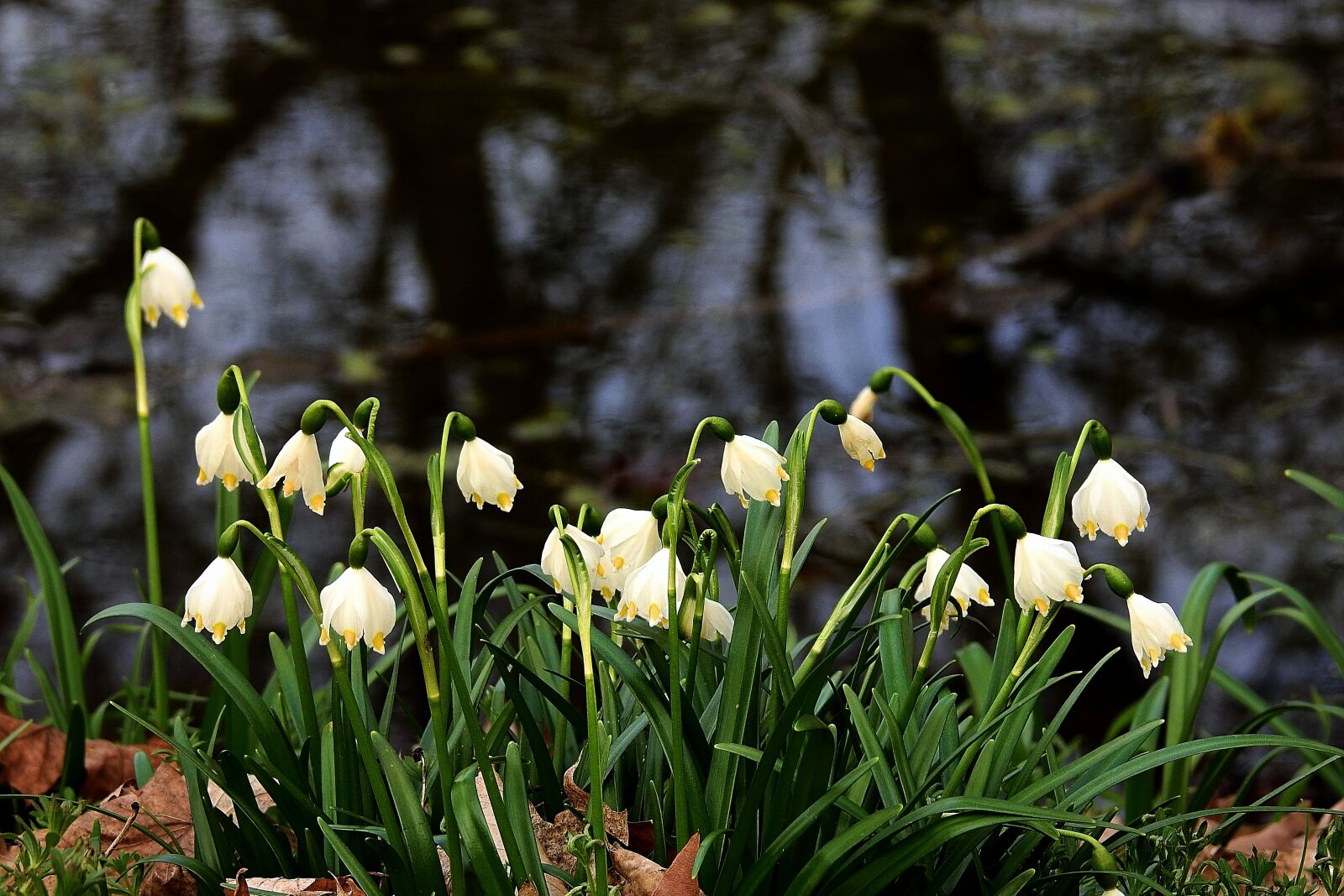 Nikon Coolpix P900 sample photo. Snowdrops, pond, white photography