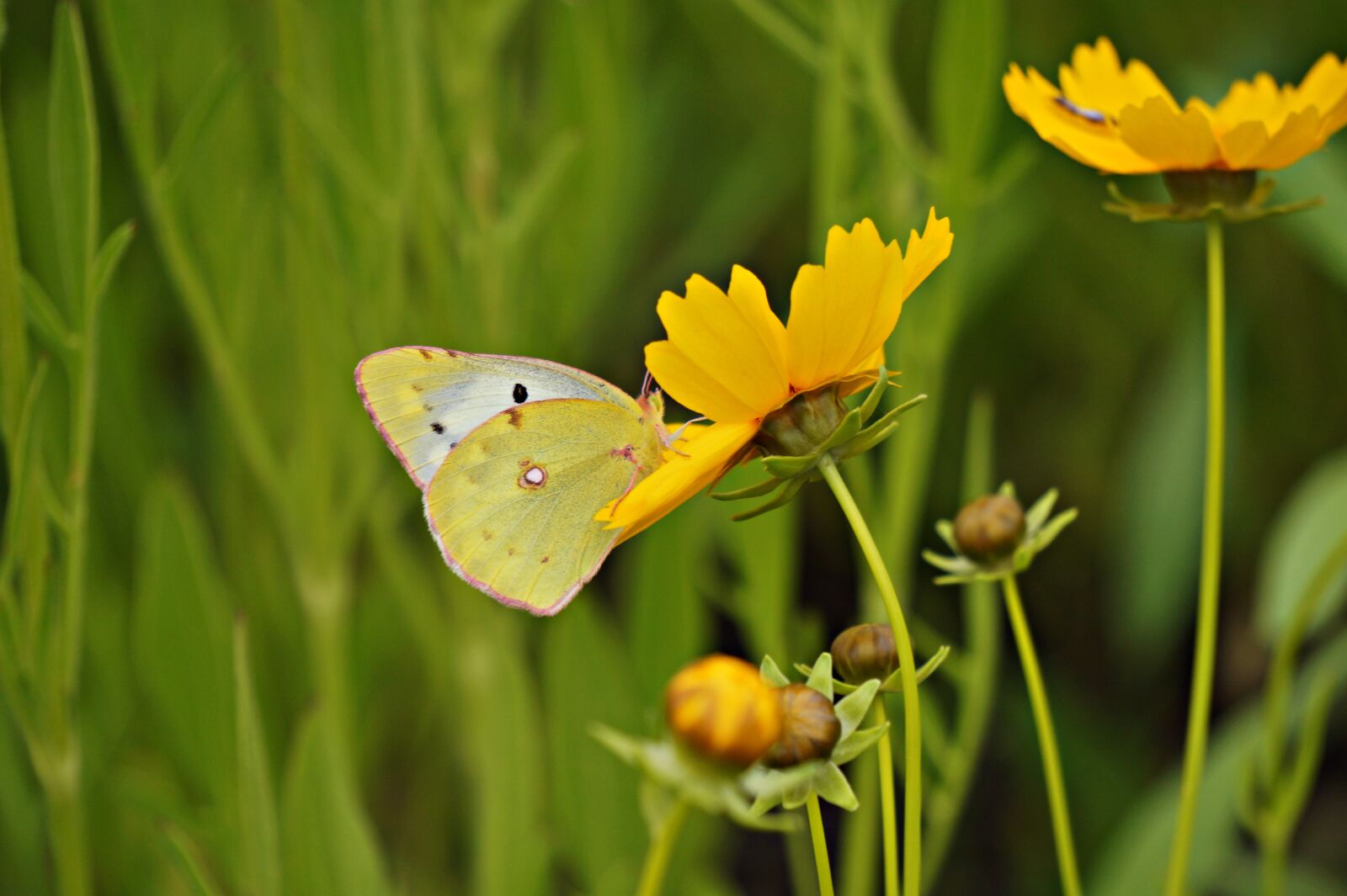 Sony Alpha a5000 (ILCE 5000) + Sony E 55-210mm F4.5-6.3 OSS sample photo. Butterfly, yellow flowers, geumgyeguk photography