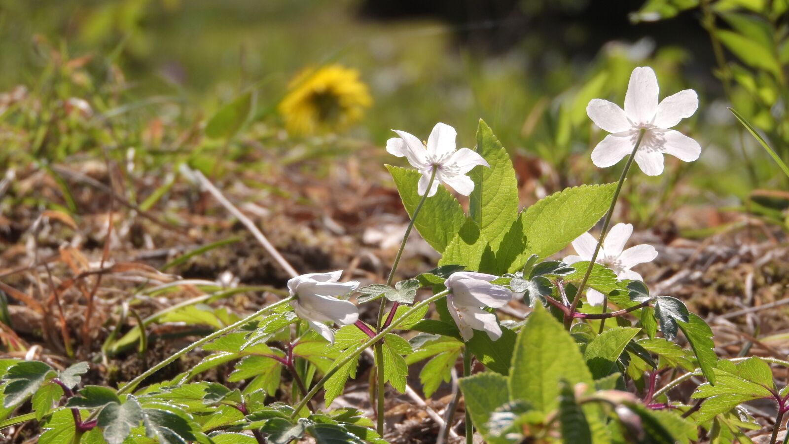 Nikon Coolpix P610 sample photo. Wood anemone, anemone nemorosa photography