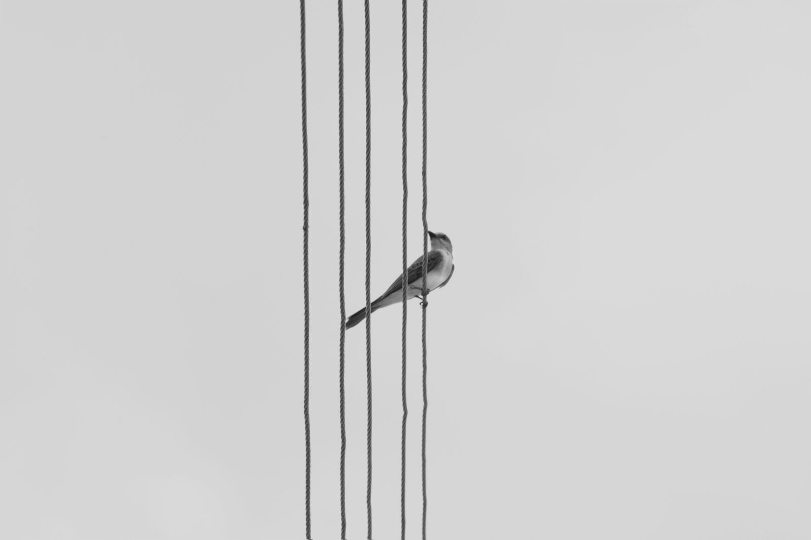 Nikon D7100 sample photo. Bird, nature, birdie photography