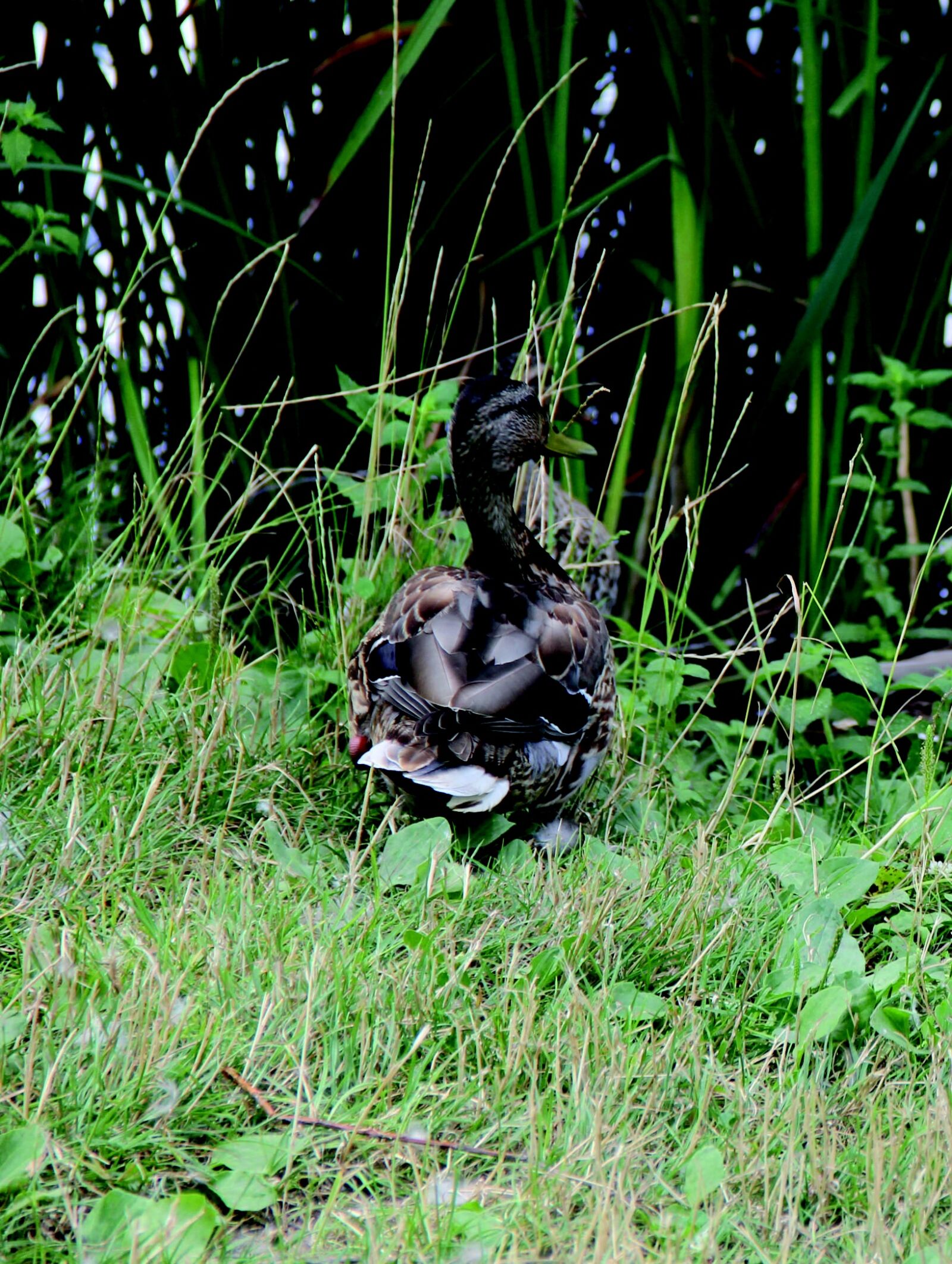 Canon EF-S 18-135mm F3.5-5.6 IS sample photo. Duck, animals, volatile photography