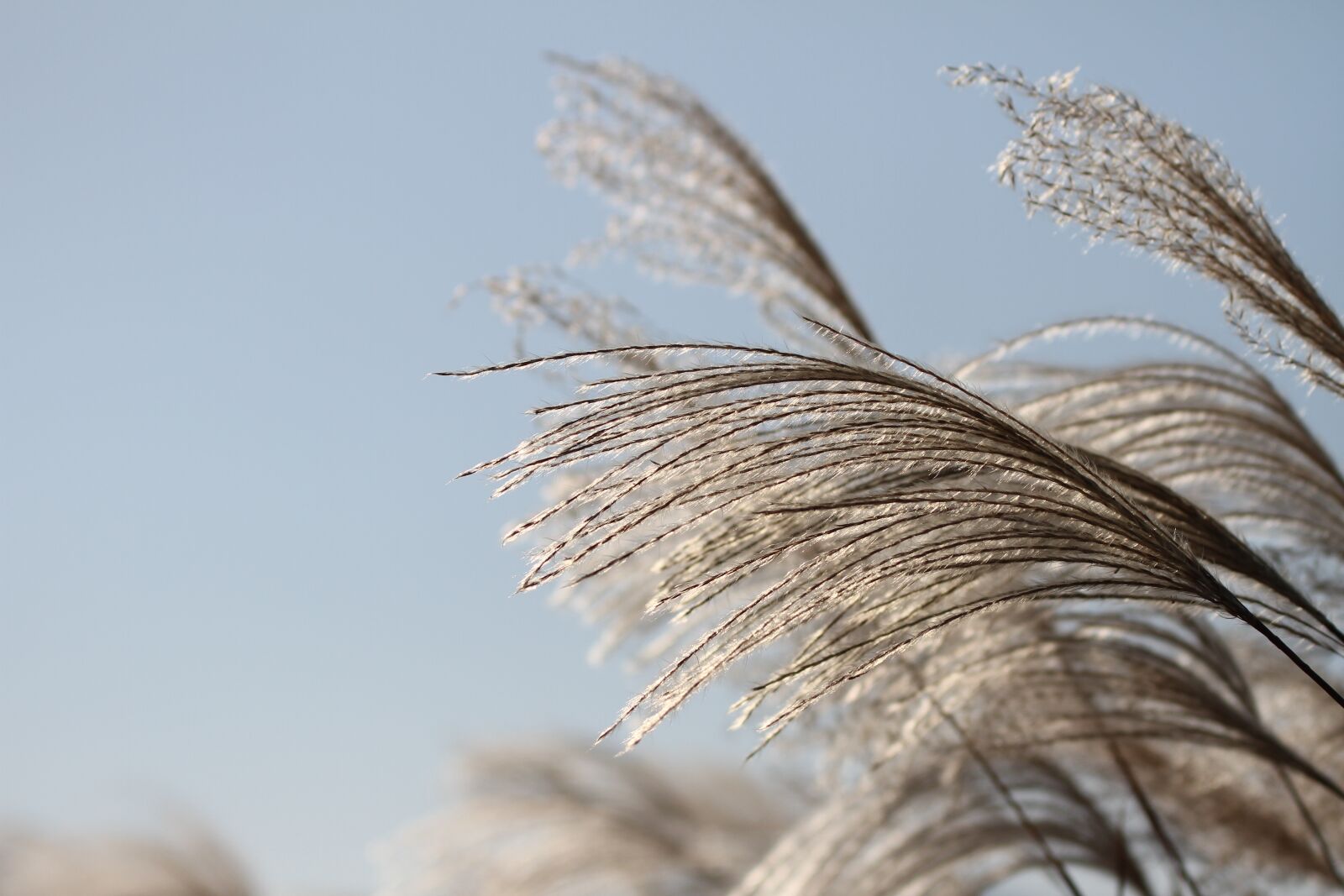 Canon EOS 7D sample photo. Reed, autumn, silver grass photography