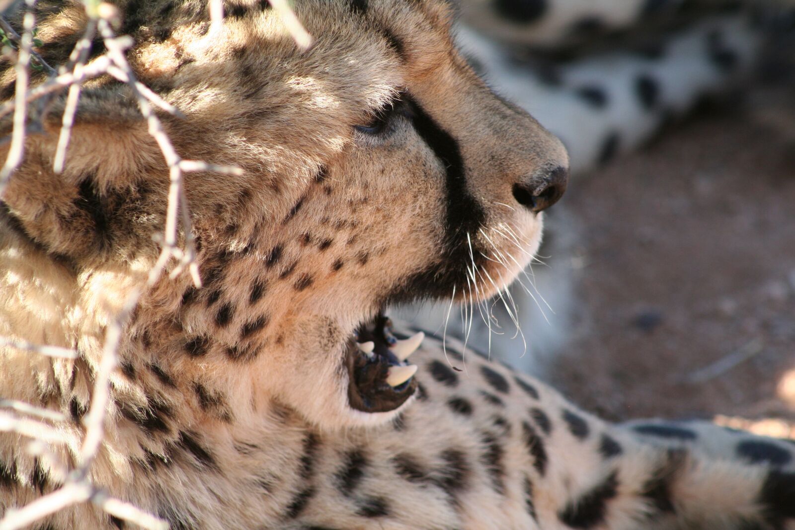 Canon EOS 350D (EOS Digital Rebel XT / EOS Kiss Digital N) sample photo. Cheetah, namibis, desert photography