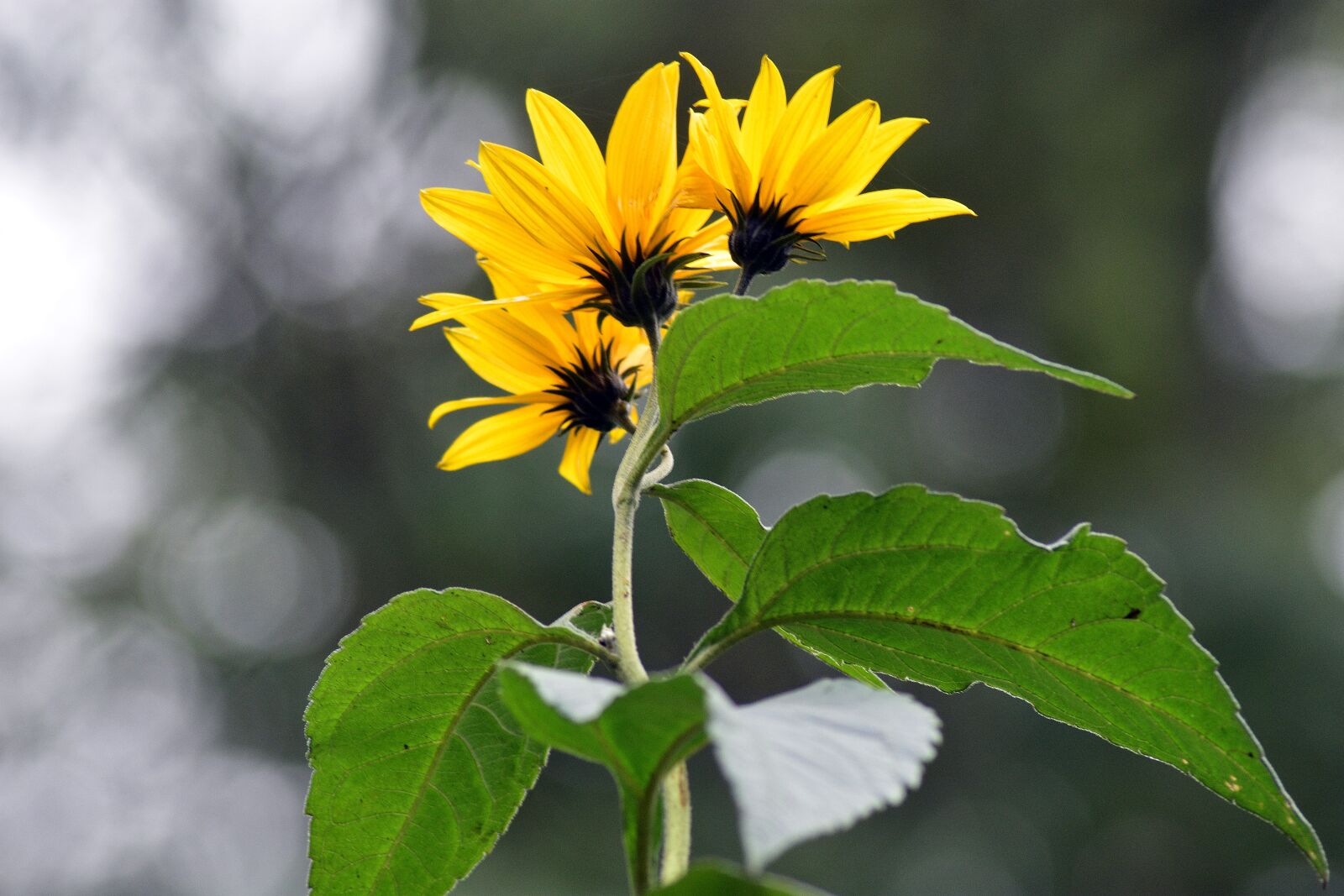 Nikon D3400 sample photo. Sunflowers, sunflower, flower photography