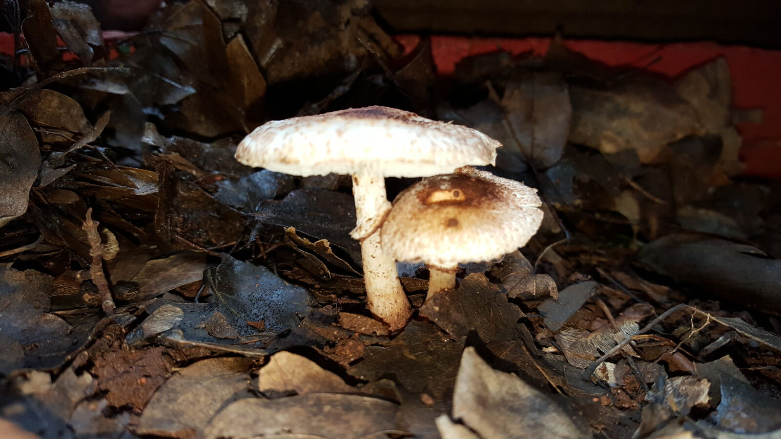 Samsung Galaxy S6 sample photo. Close, up, view, mushroom photography