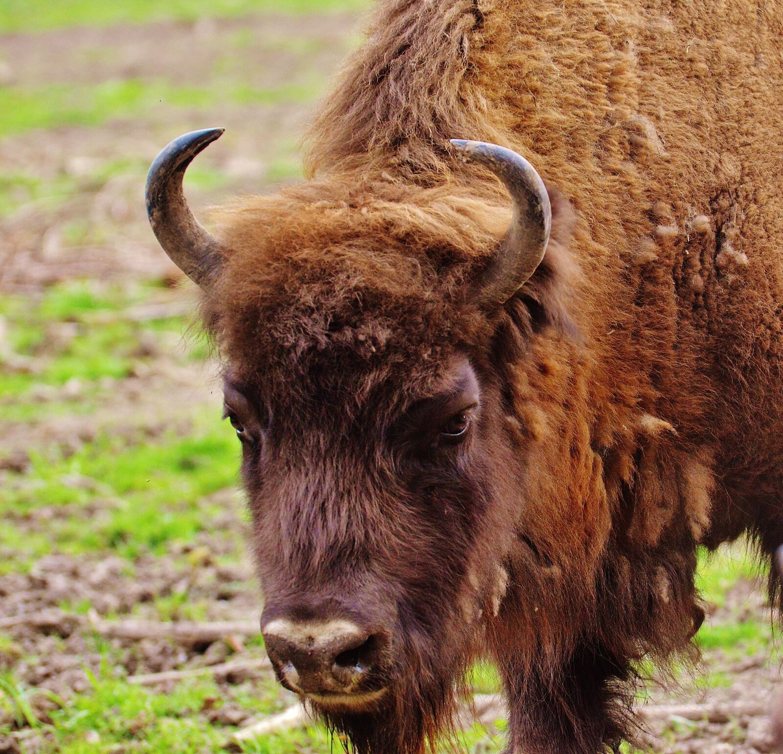 Nikon D3200 sample photo. Bison, wildpark poing, wild photography