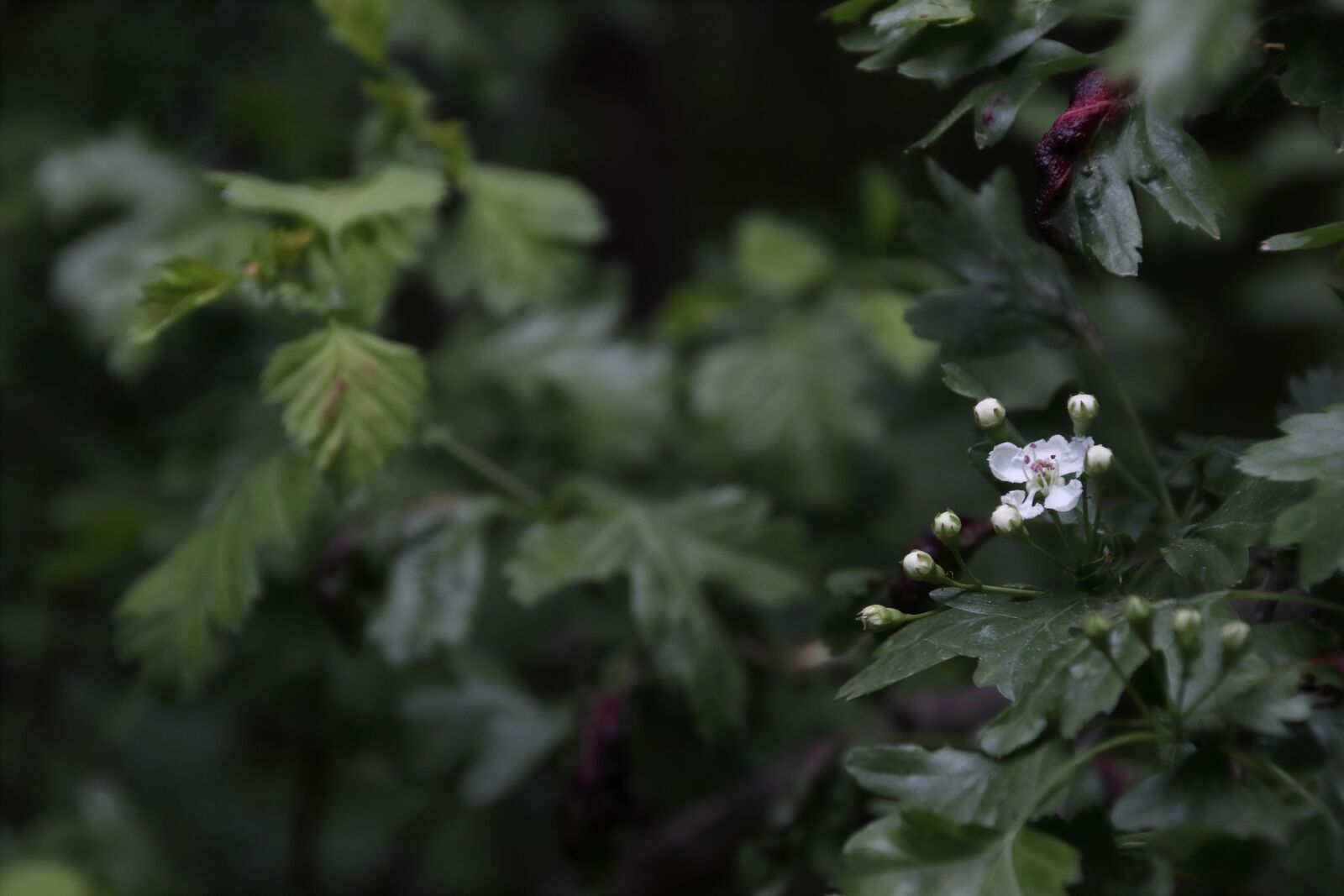 Canon EOS M50 (EOS Kiss M) sample photo. Hawthorn, spring, bloom photography