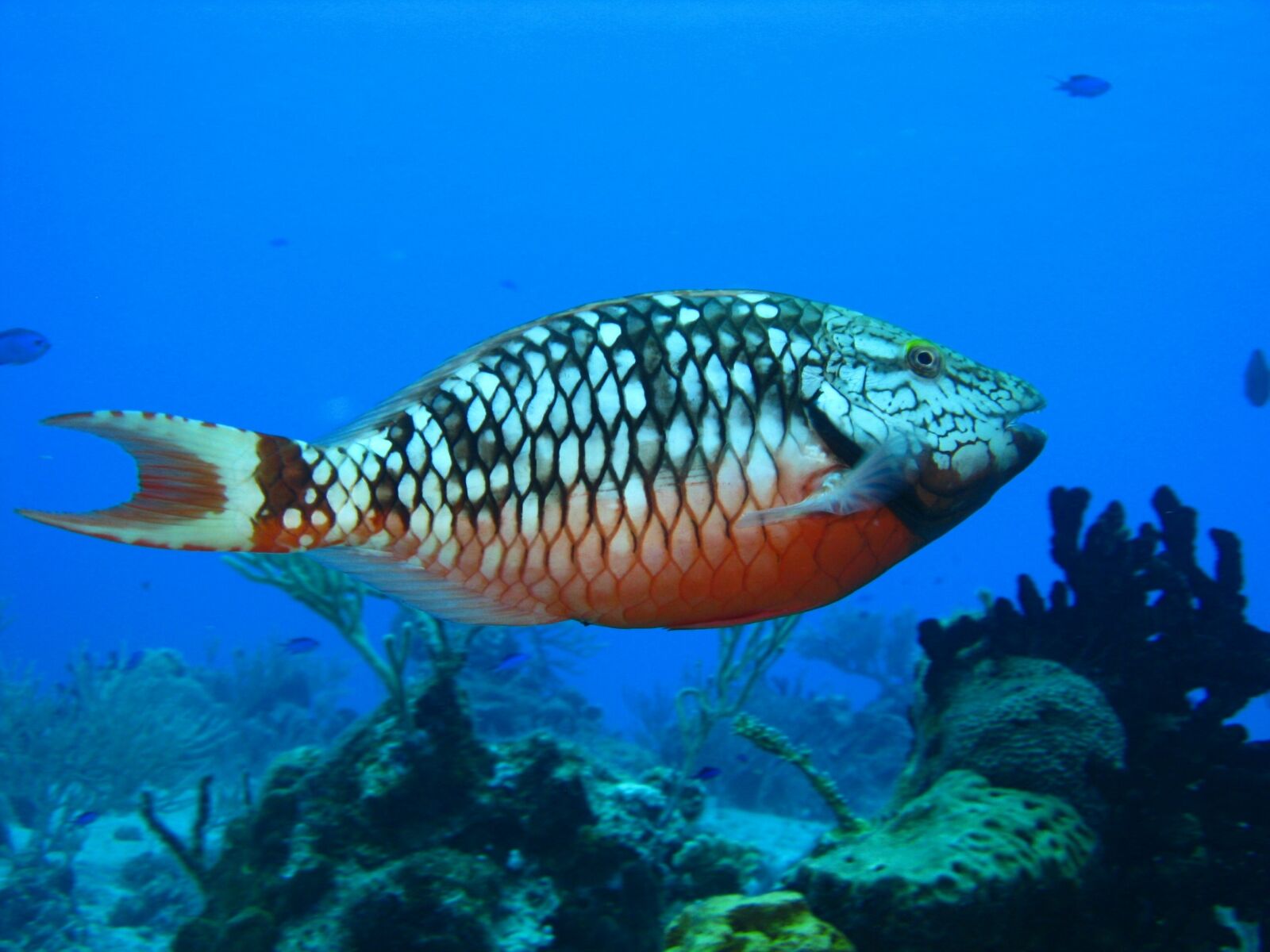 Canon POWERSHOT A720 IS sample photo. Diving, ocean, coral photography