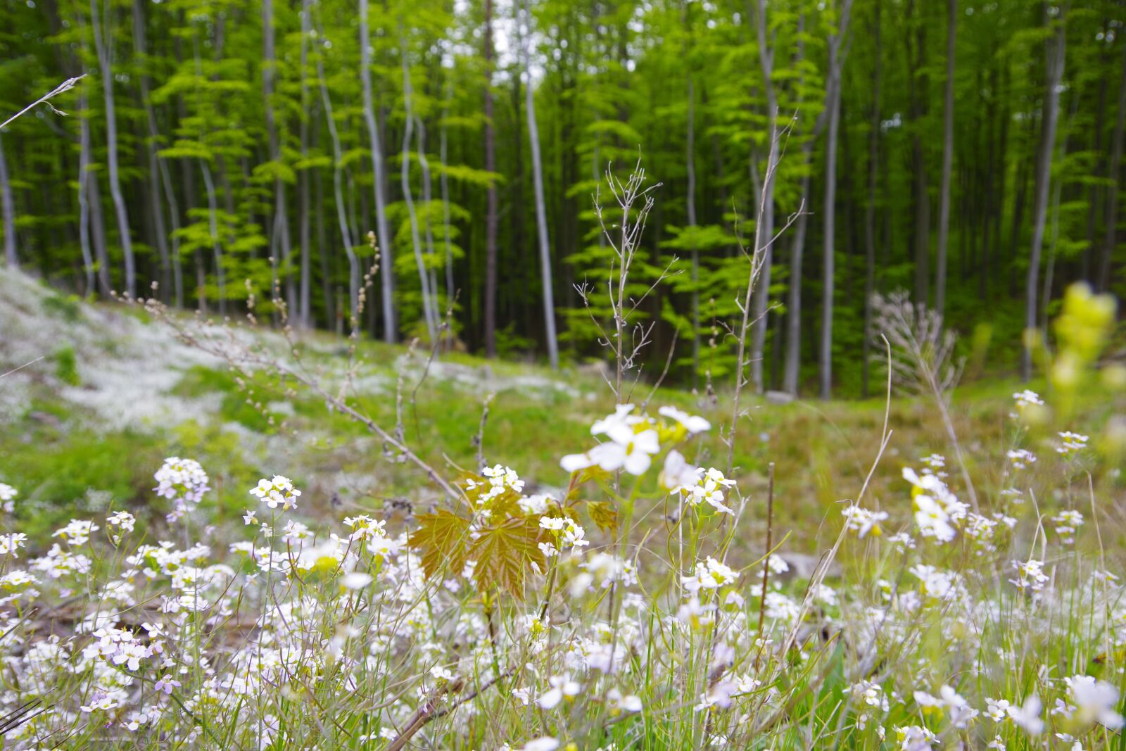 Pentax K-70 sample photo. Forest, flowers, wildflowers photography