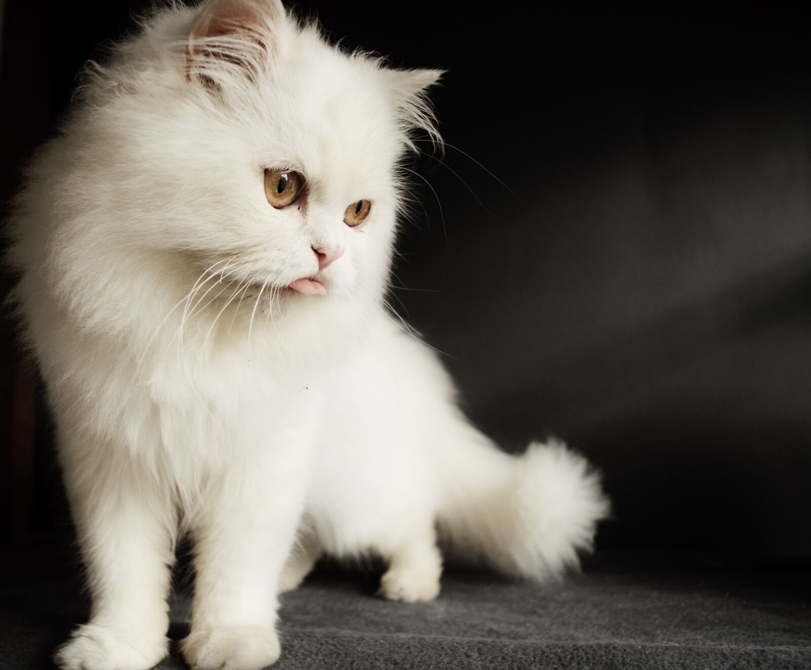 Nikon D5000 sample photo. Cat, cute, kitten photography